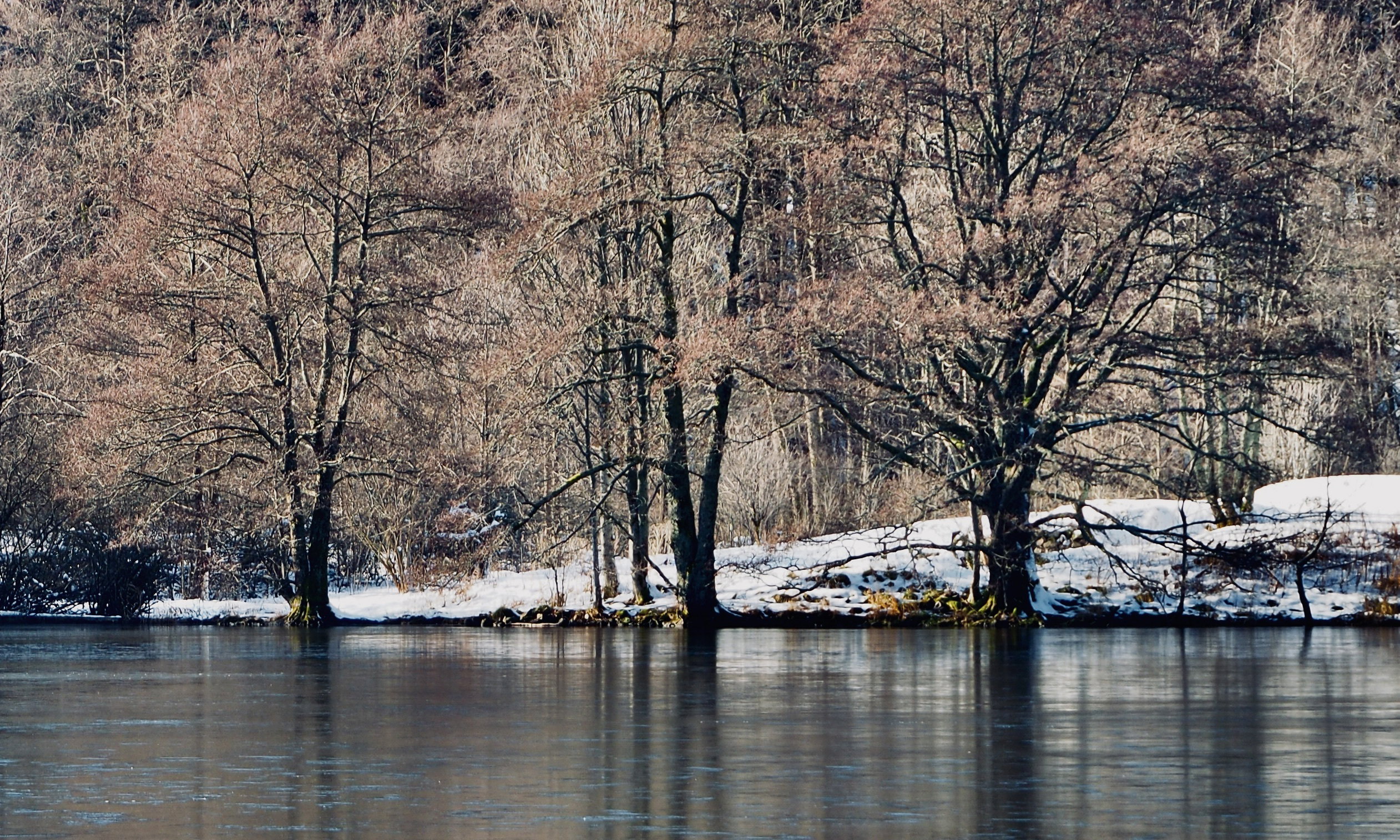 The colors of winter at Longemer Lake