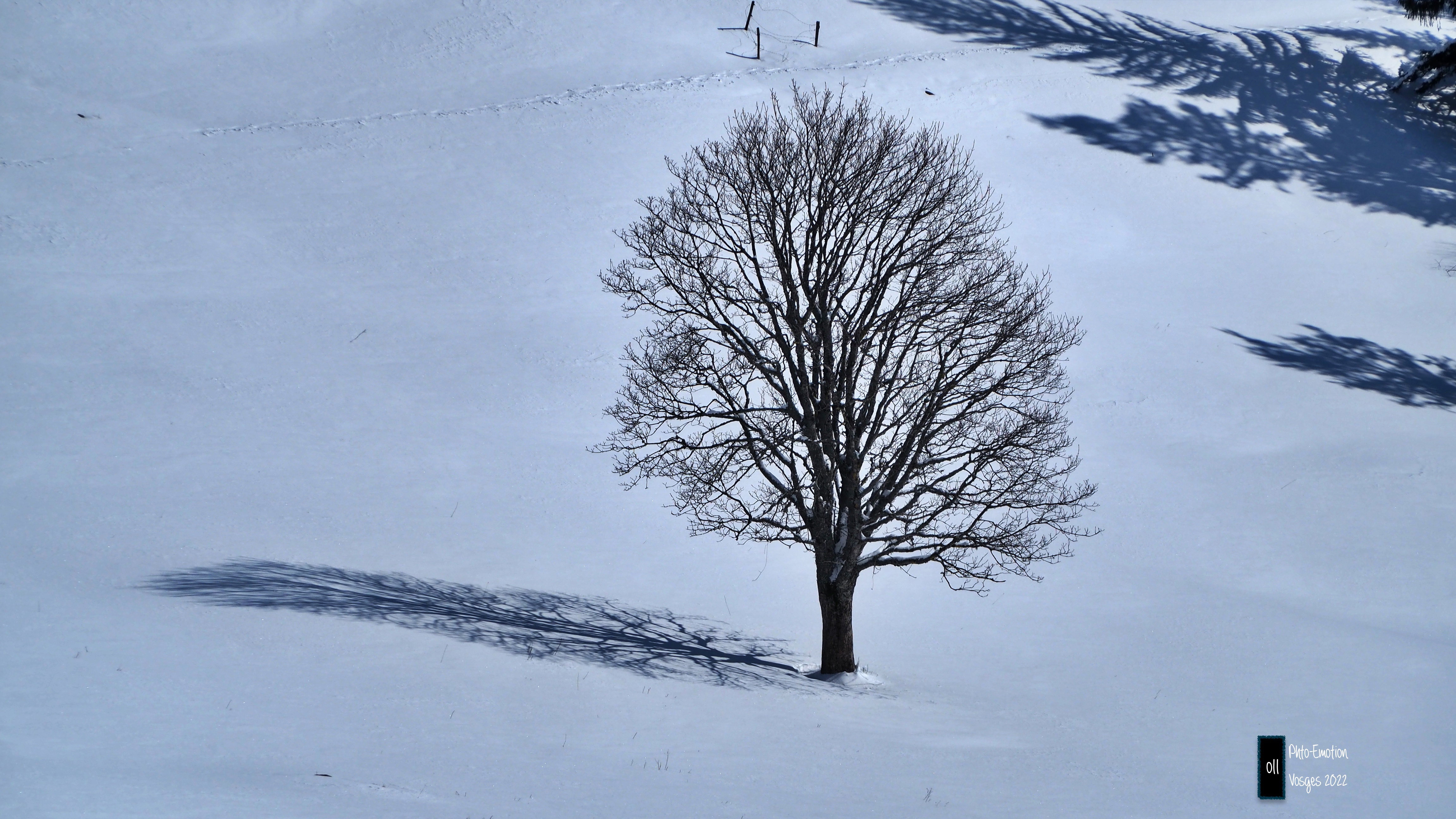 Silence and white firs in the Vosges