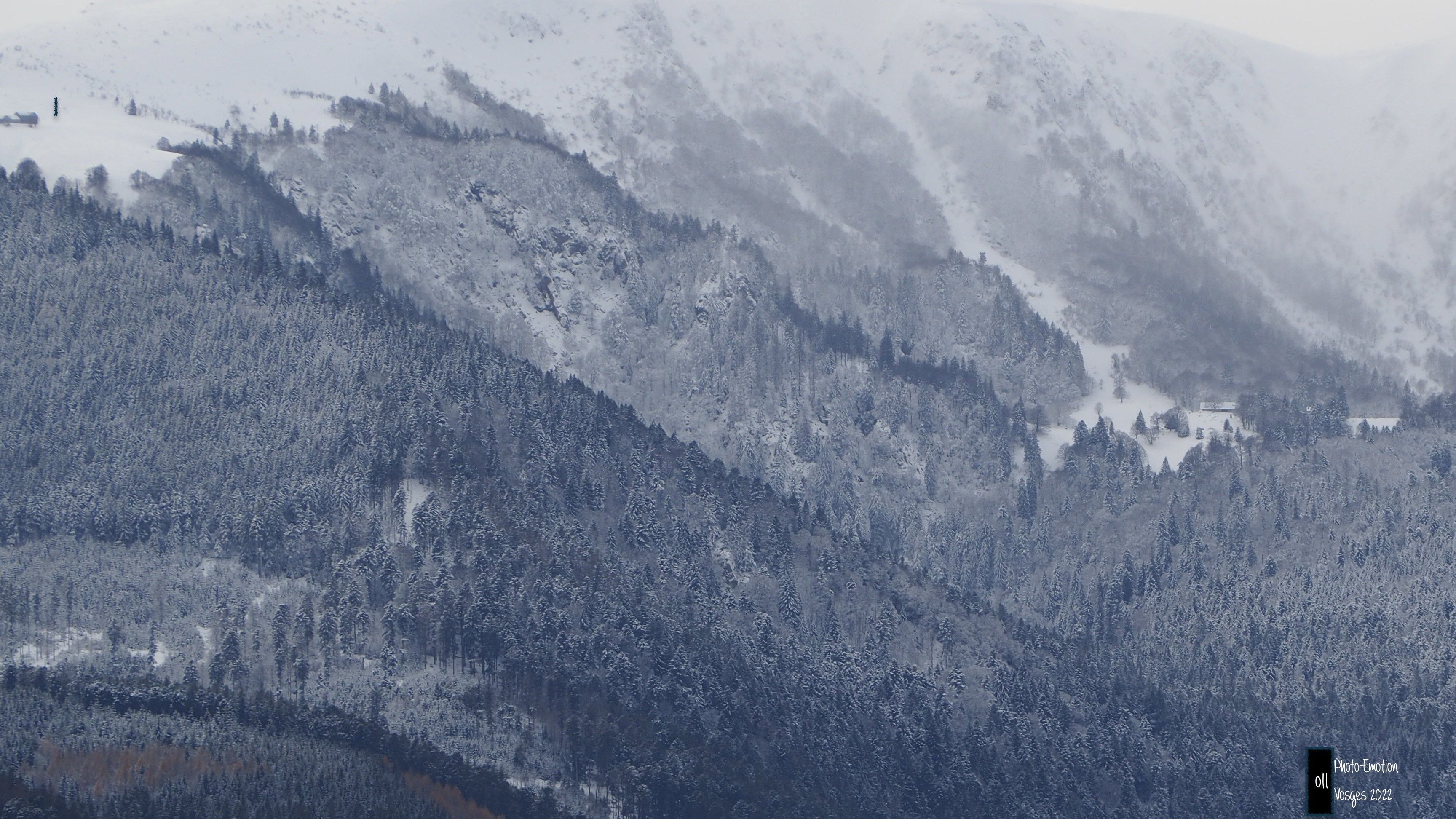 Silence and white firs in the Vosges