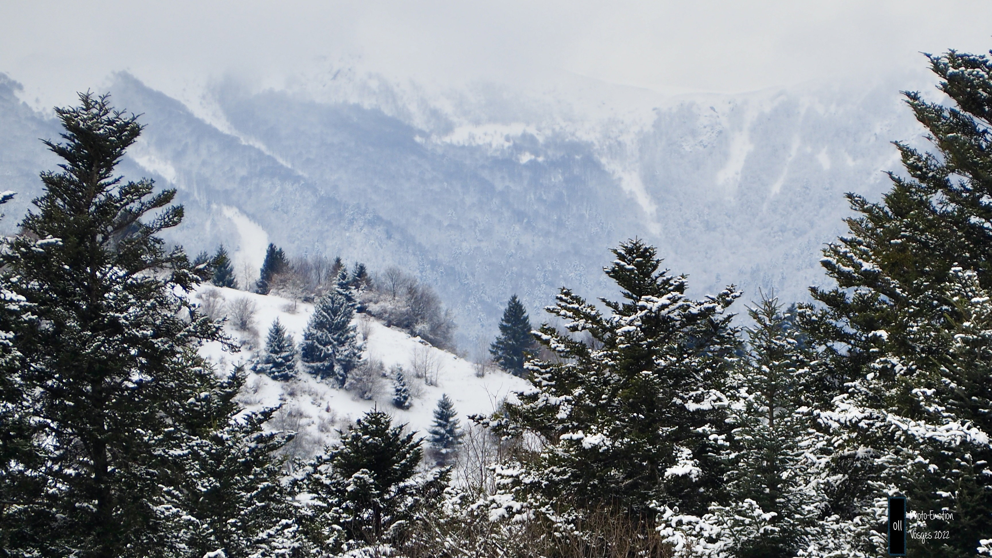 Silence and white firs in the Vosges