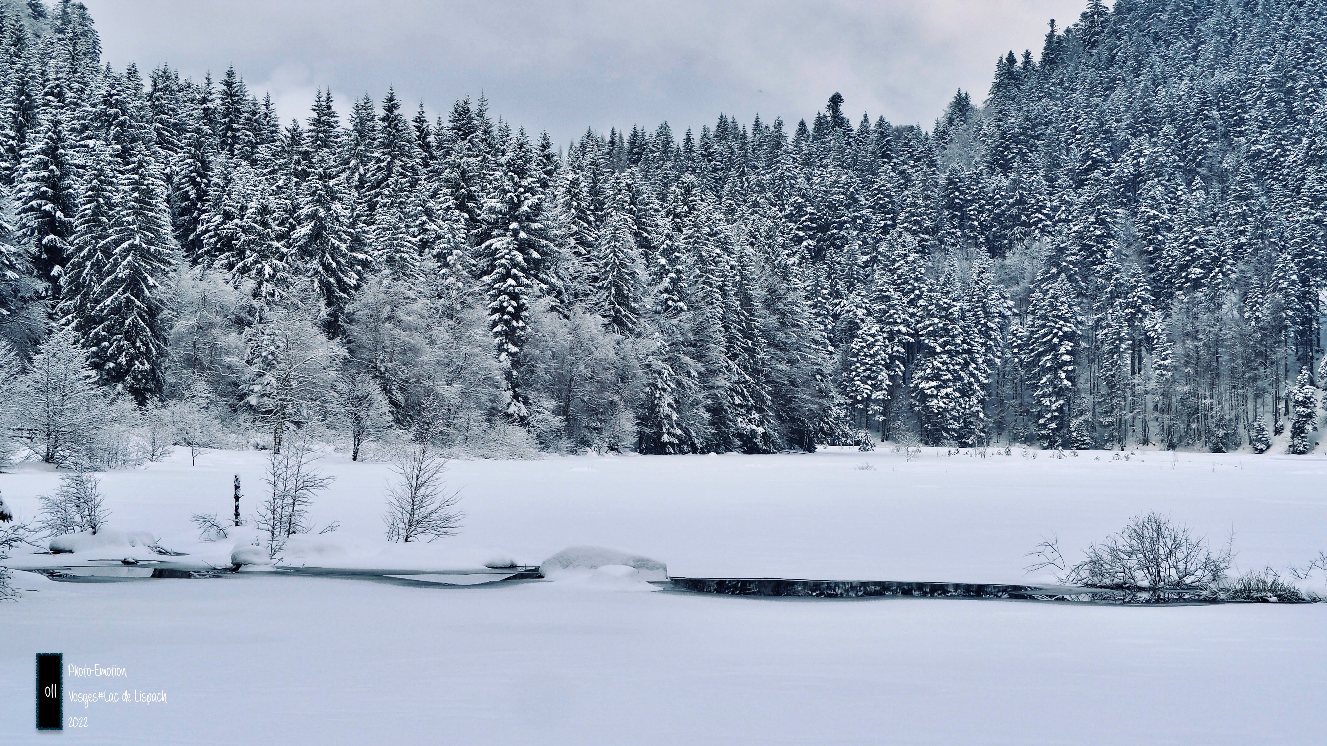 Silence and white firs in the Vosges