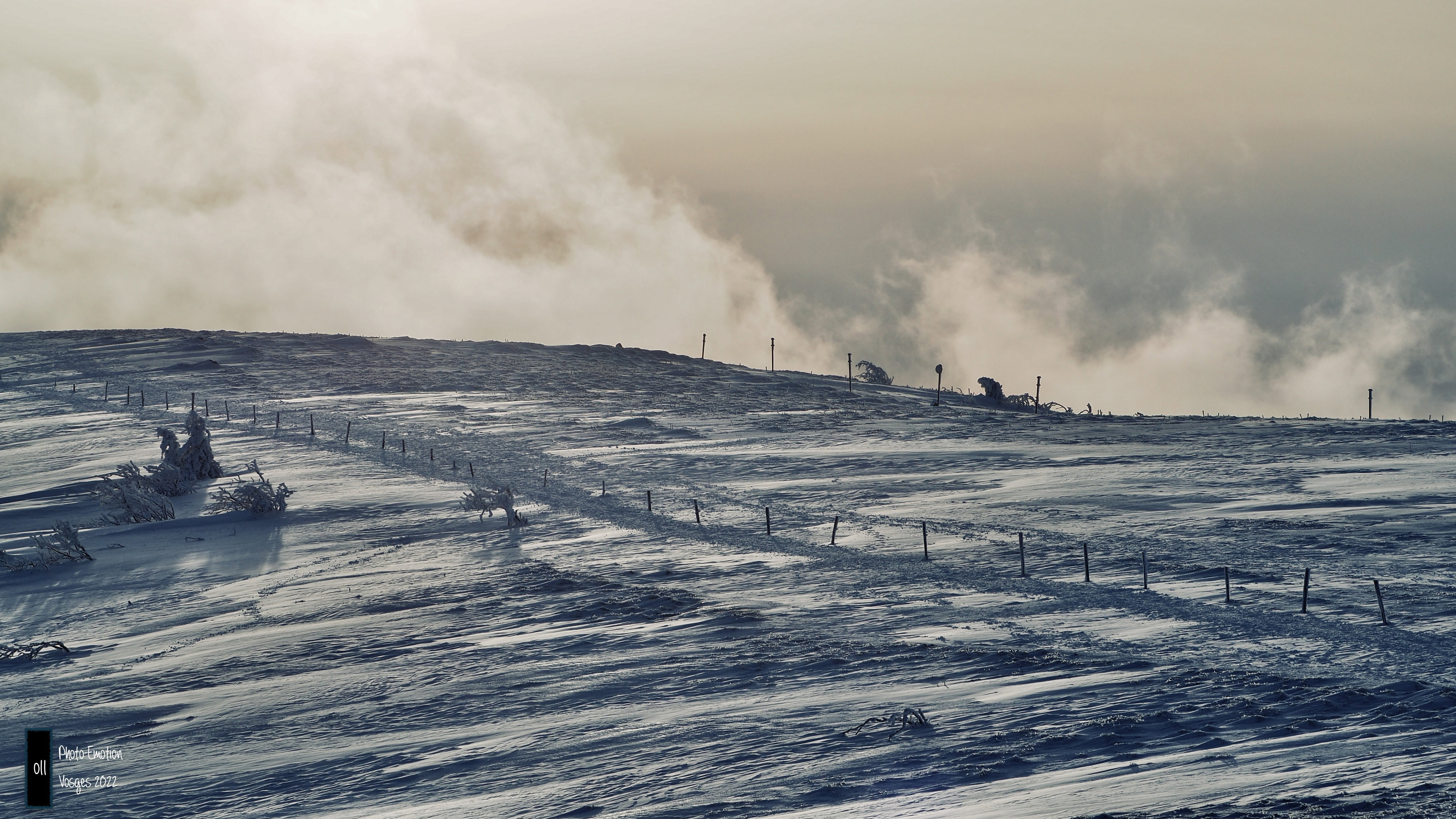 Silence and white firs in the Vosges
