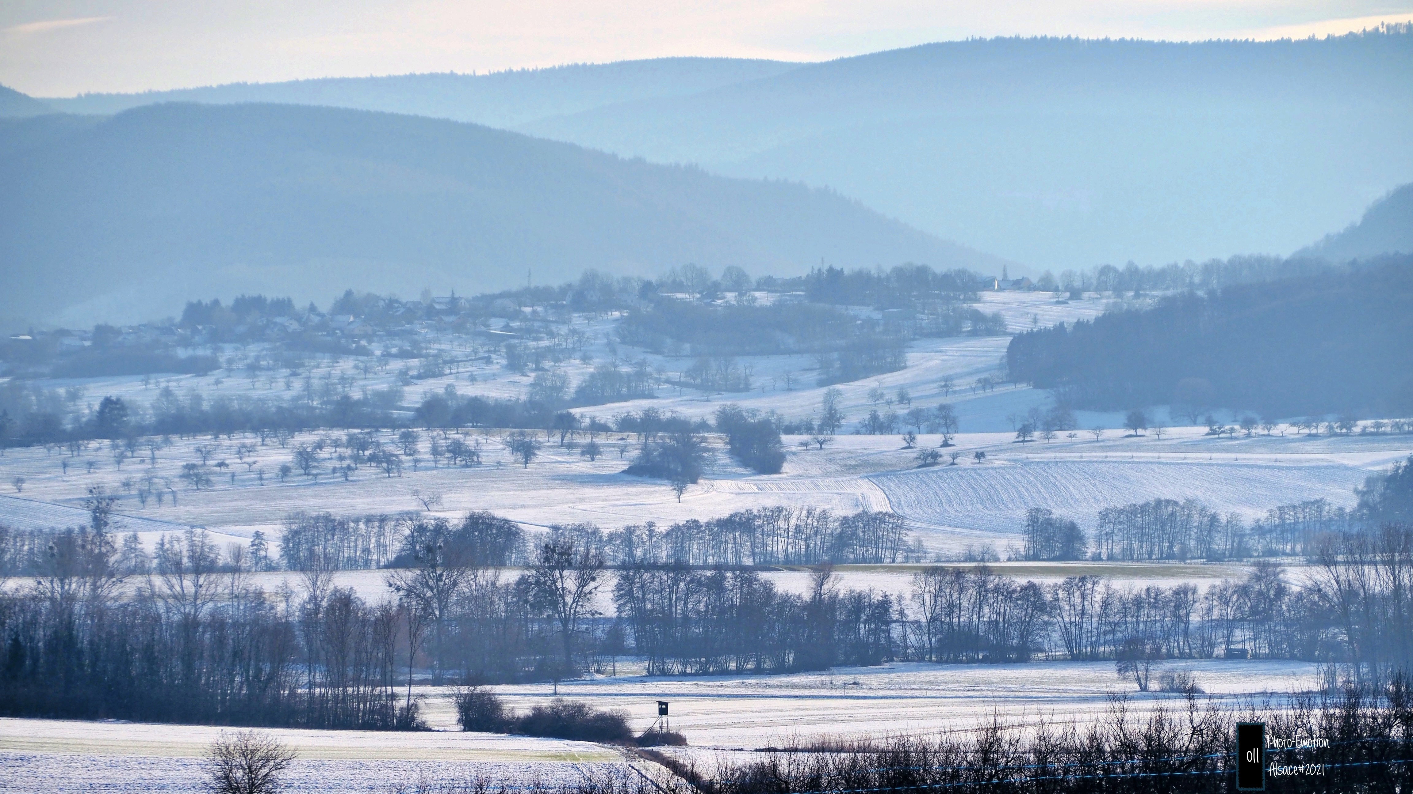 Silence and white firs in the Vosges