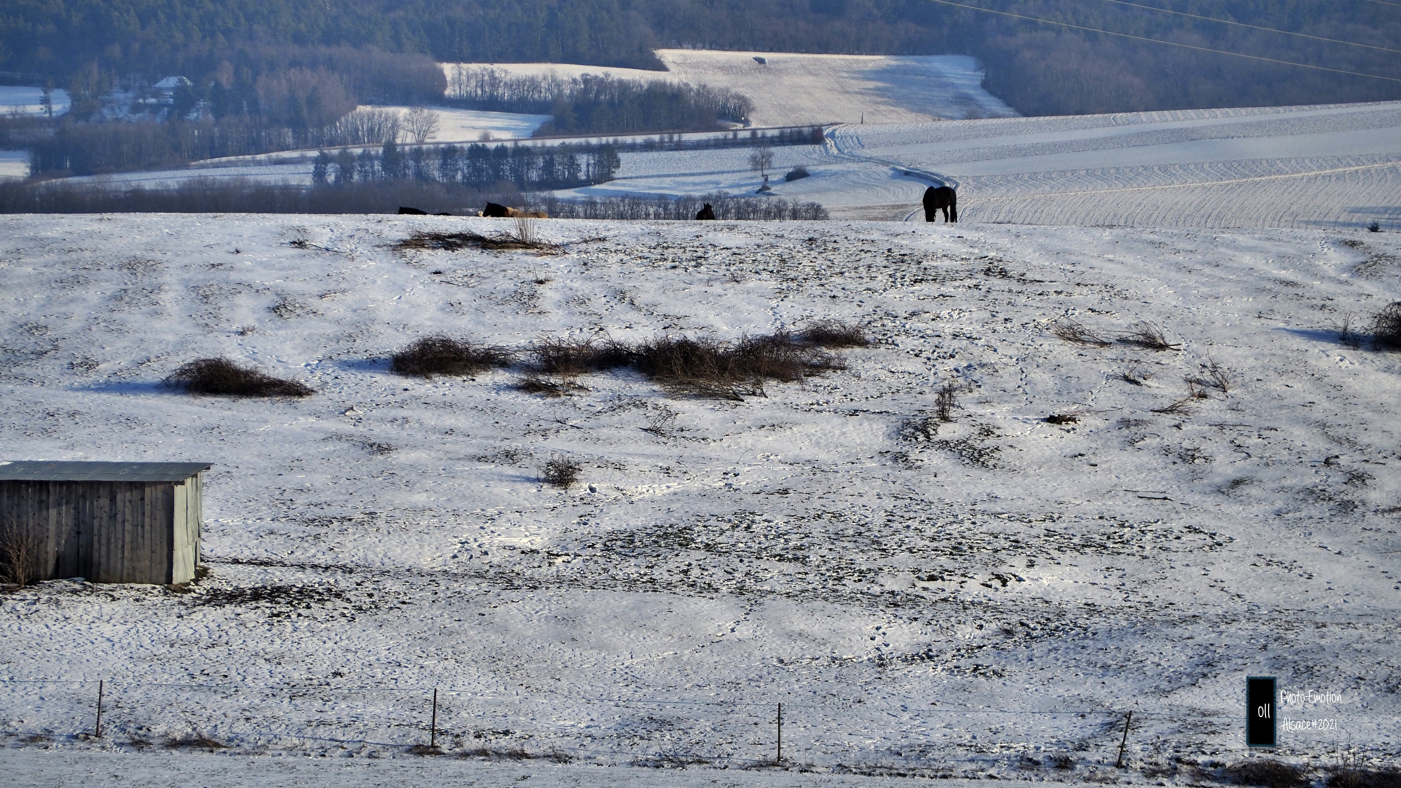 Silence and white firs in the Vosges