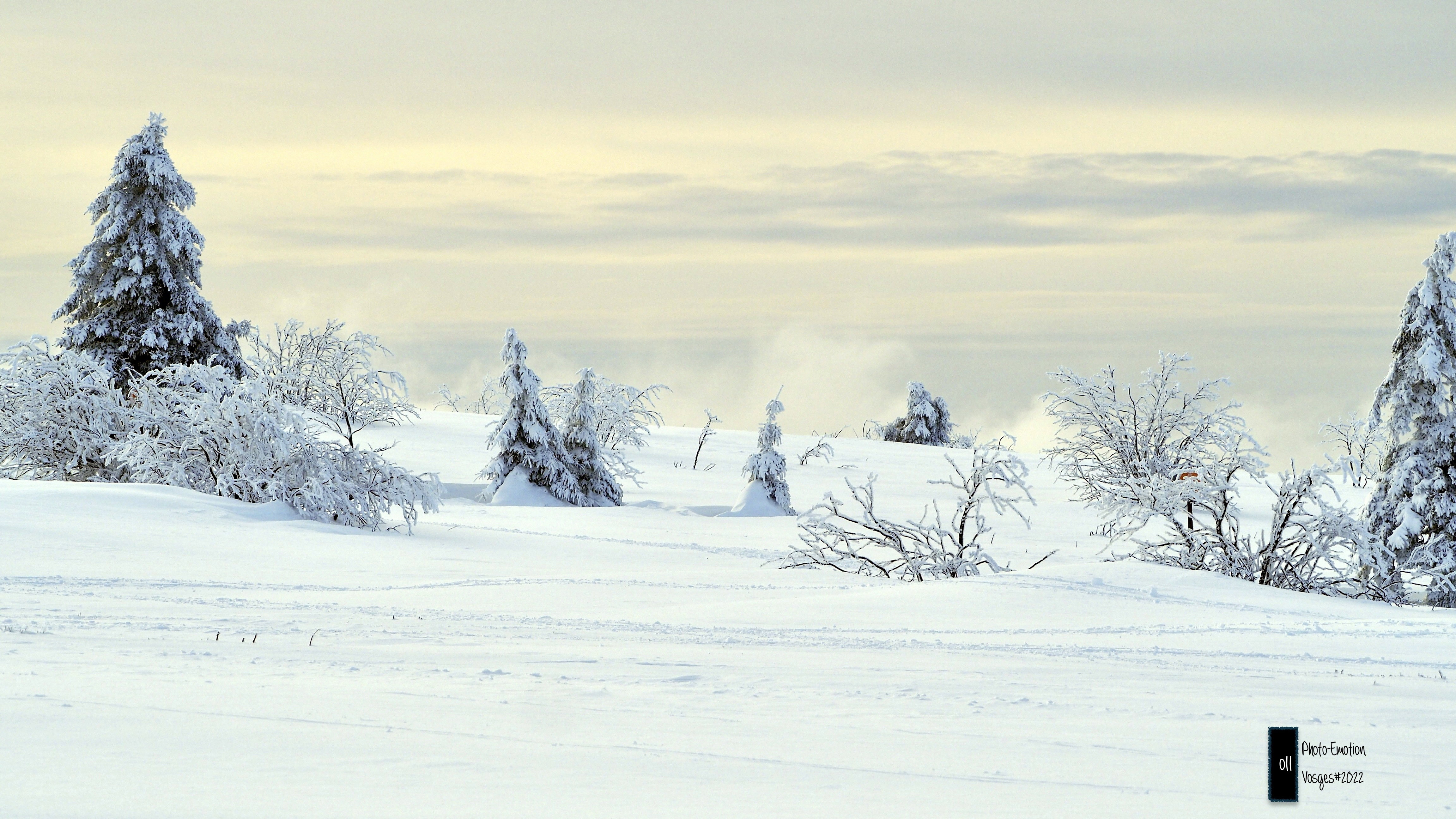 Silence and white firs in the Vosges