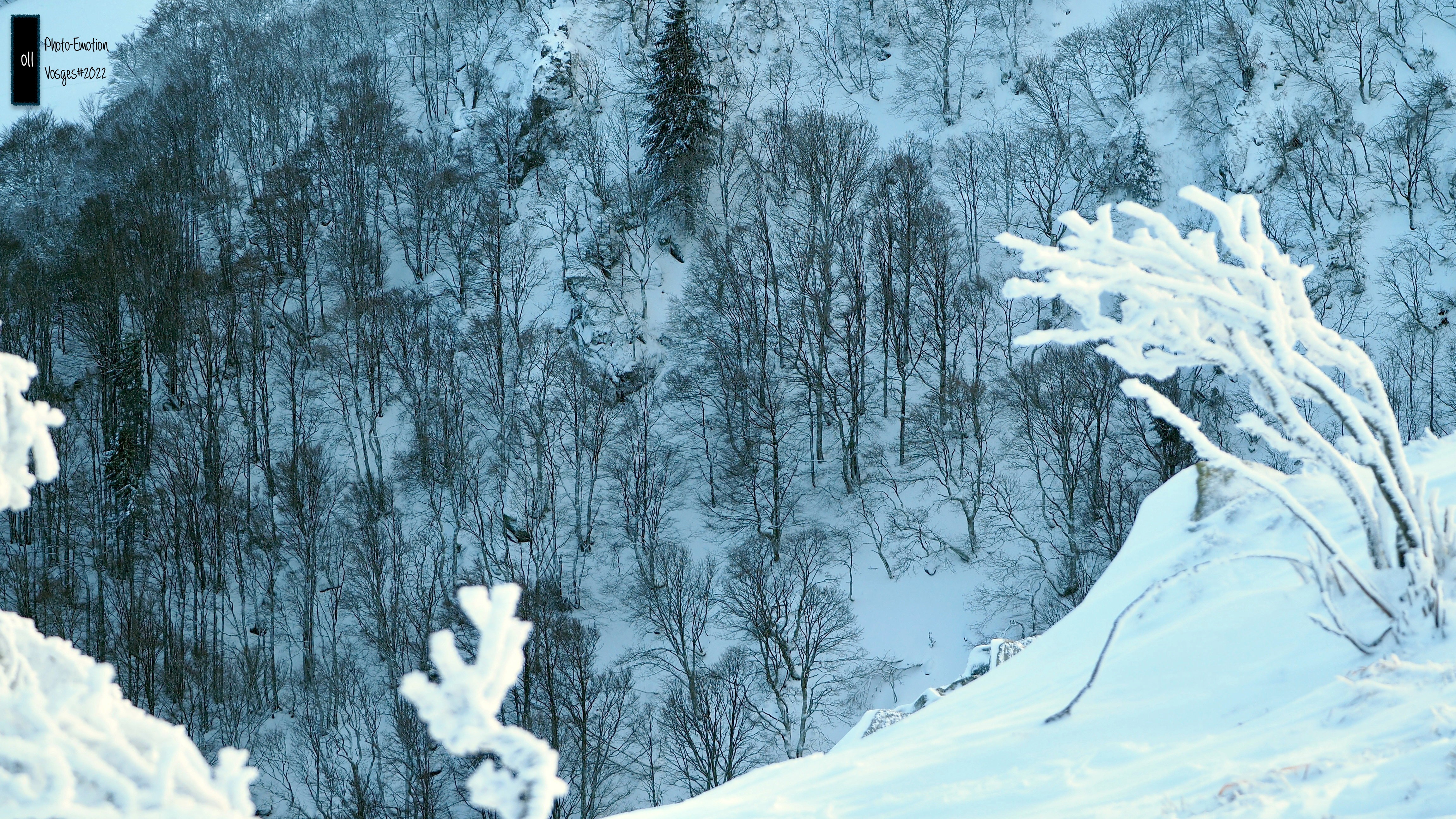 Silence and white firs in the Vosges