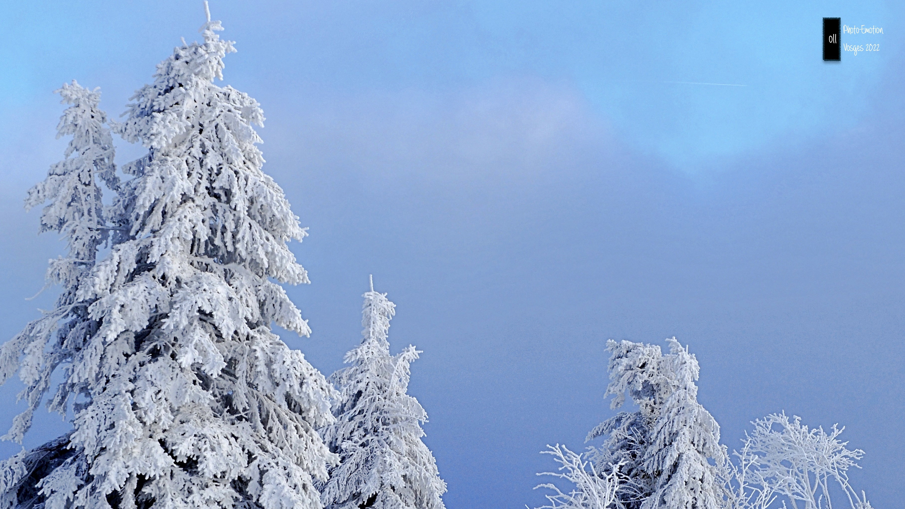 Silence and white firs in the Vosges
