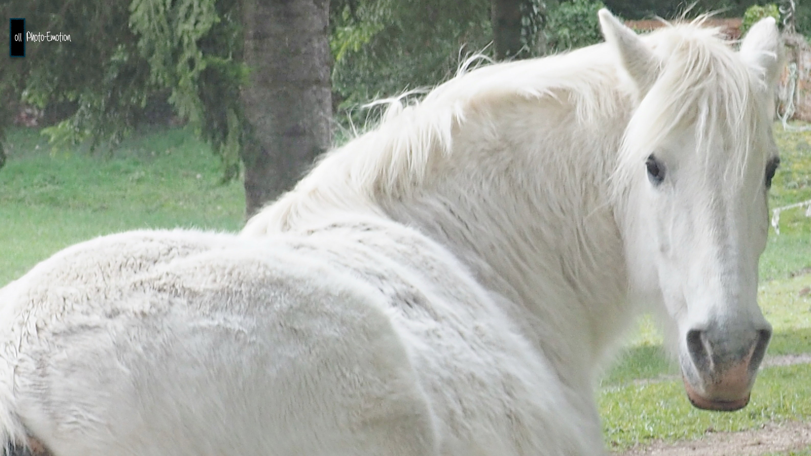 Horse, my friend