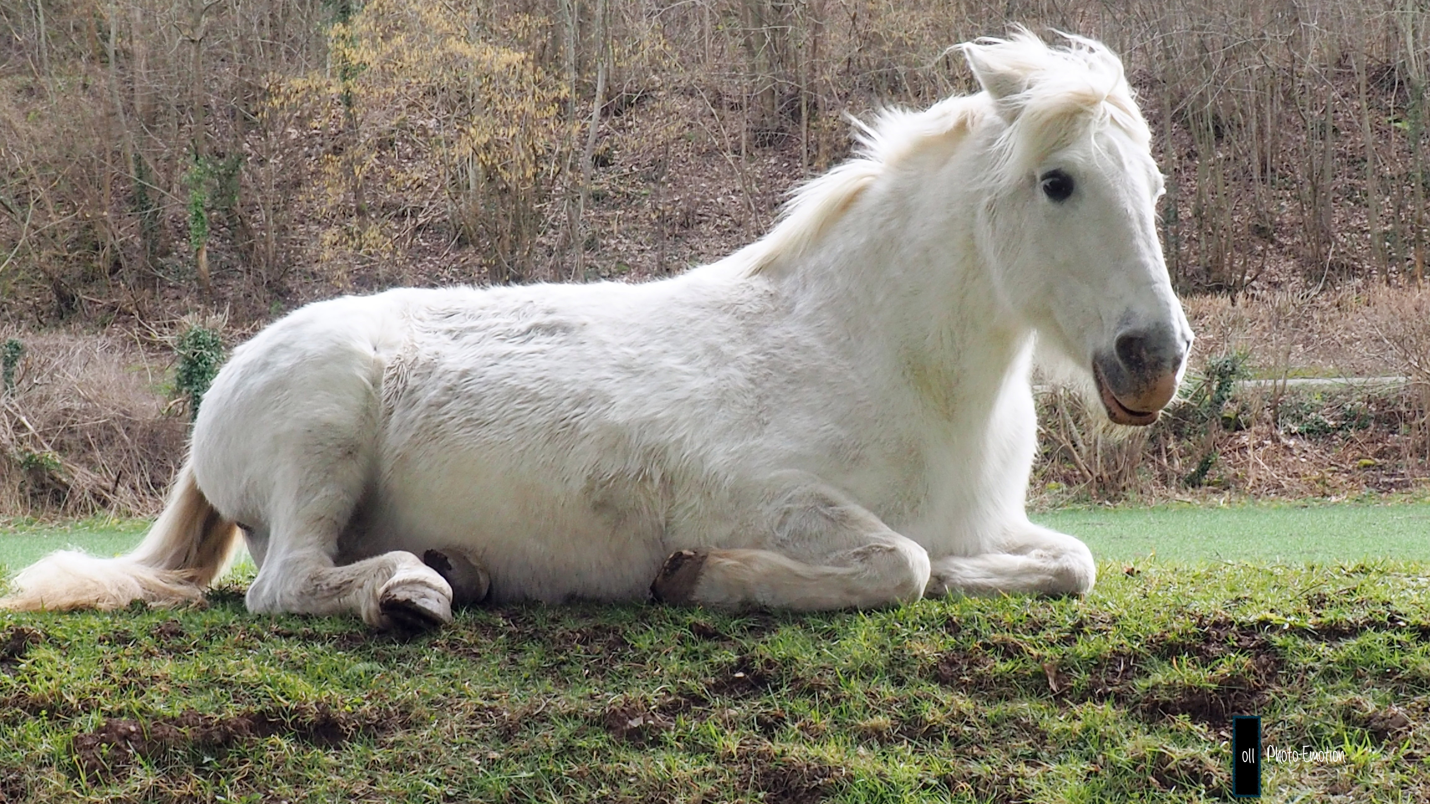 Horse, my friend