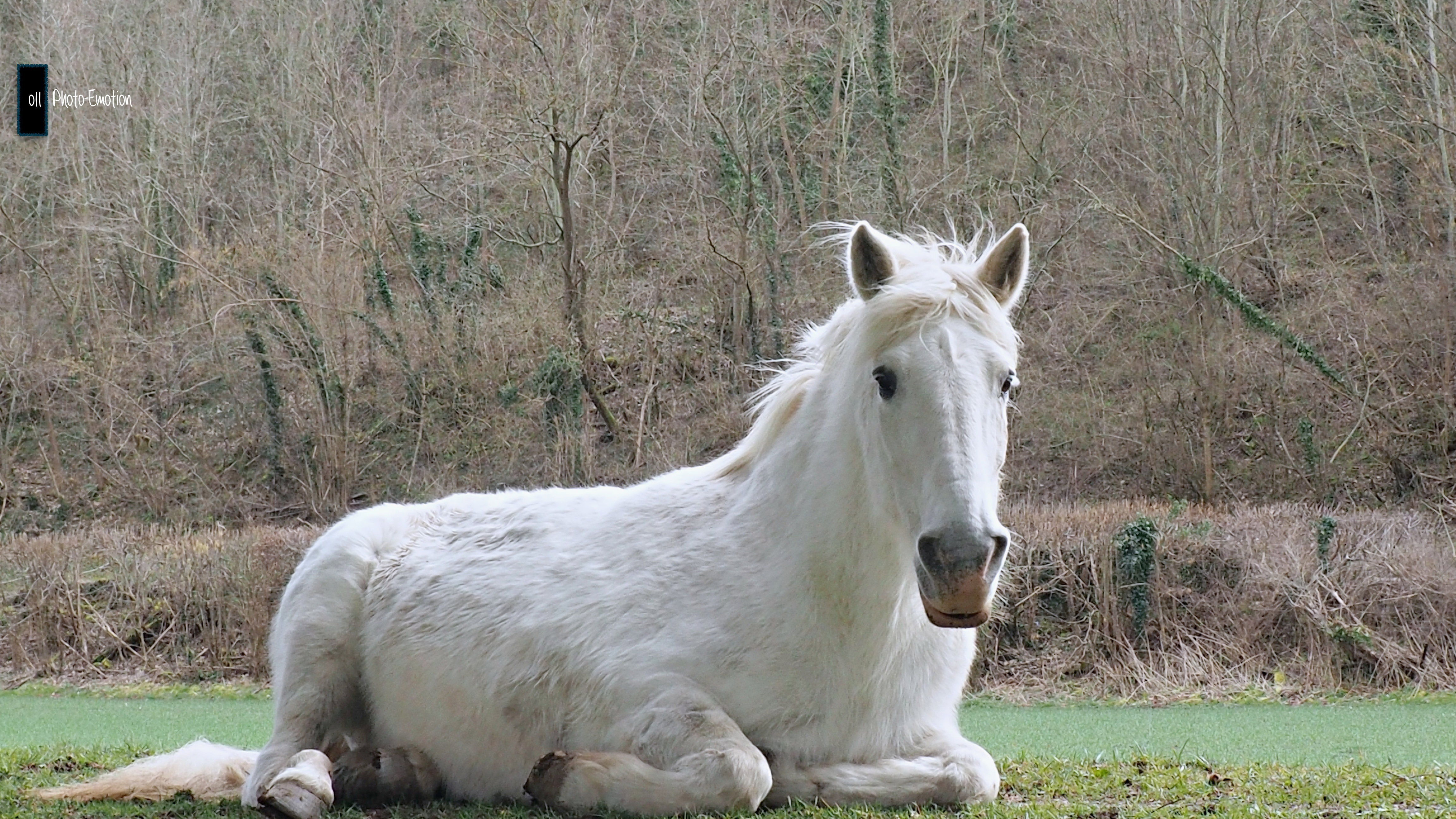 Horse, my friend