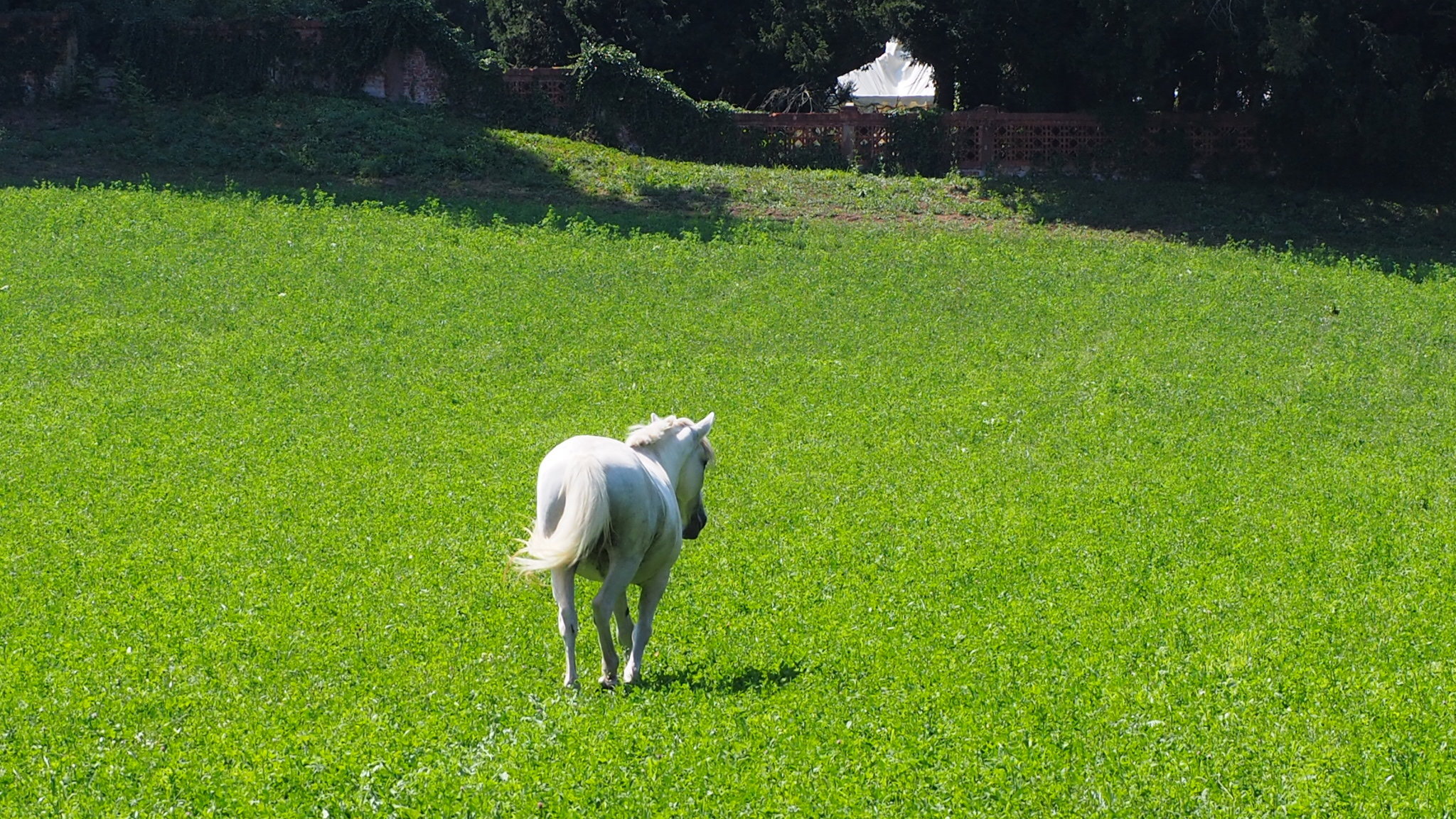 Horse, my friend