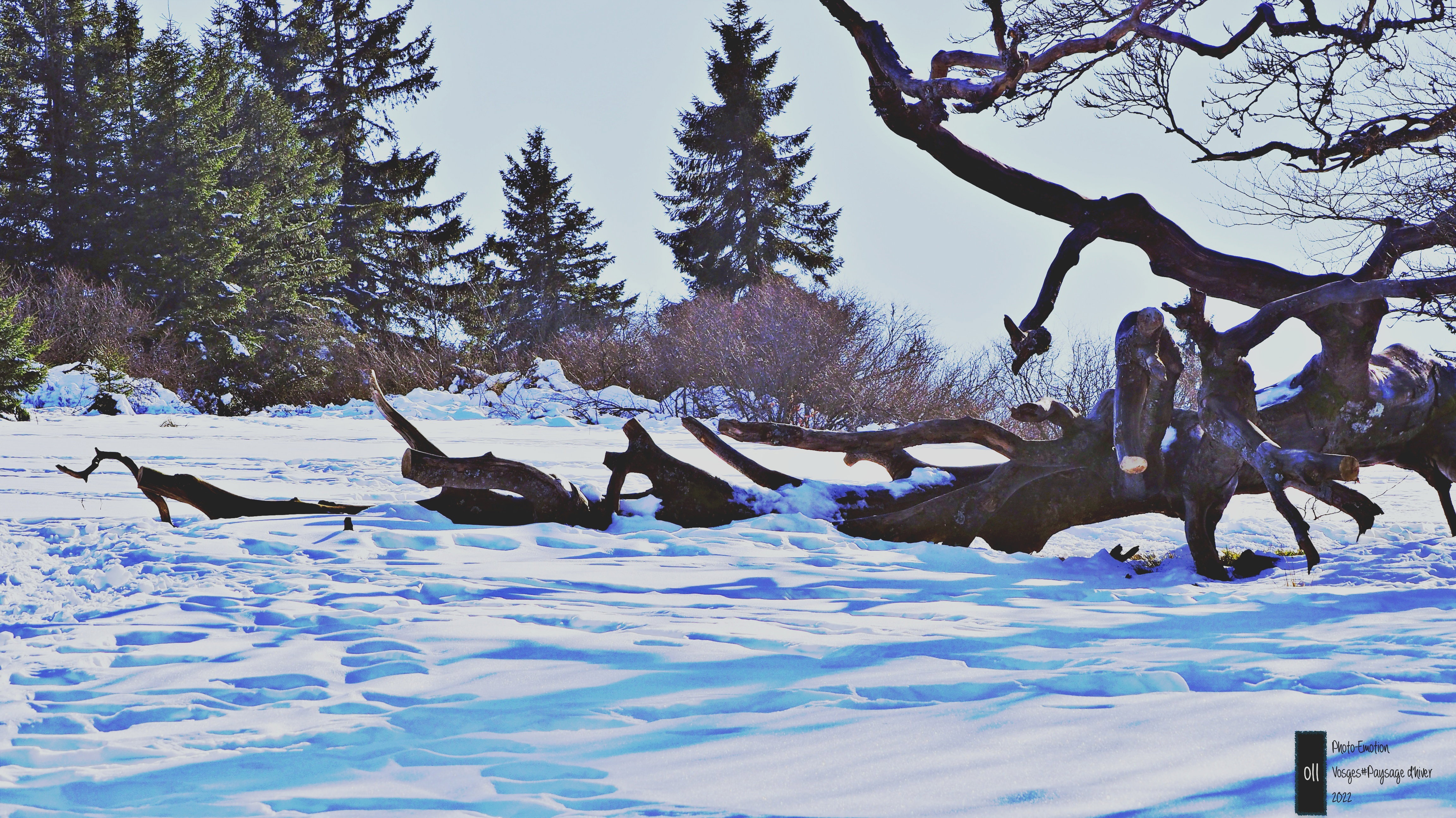 Winter landscapes in the Vosges