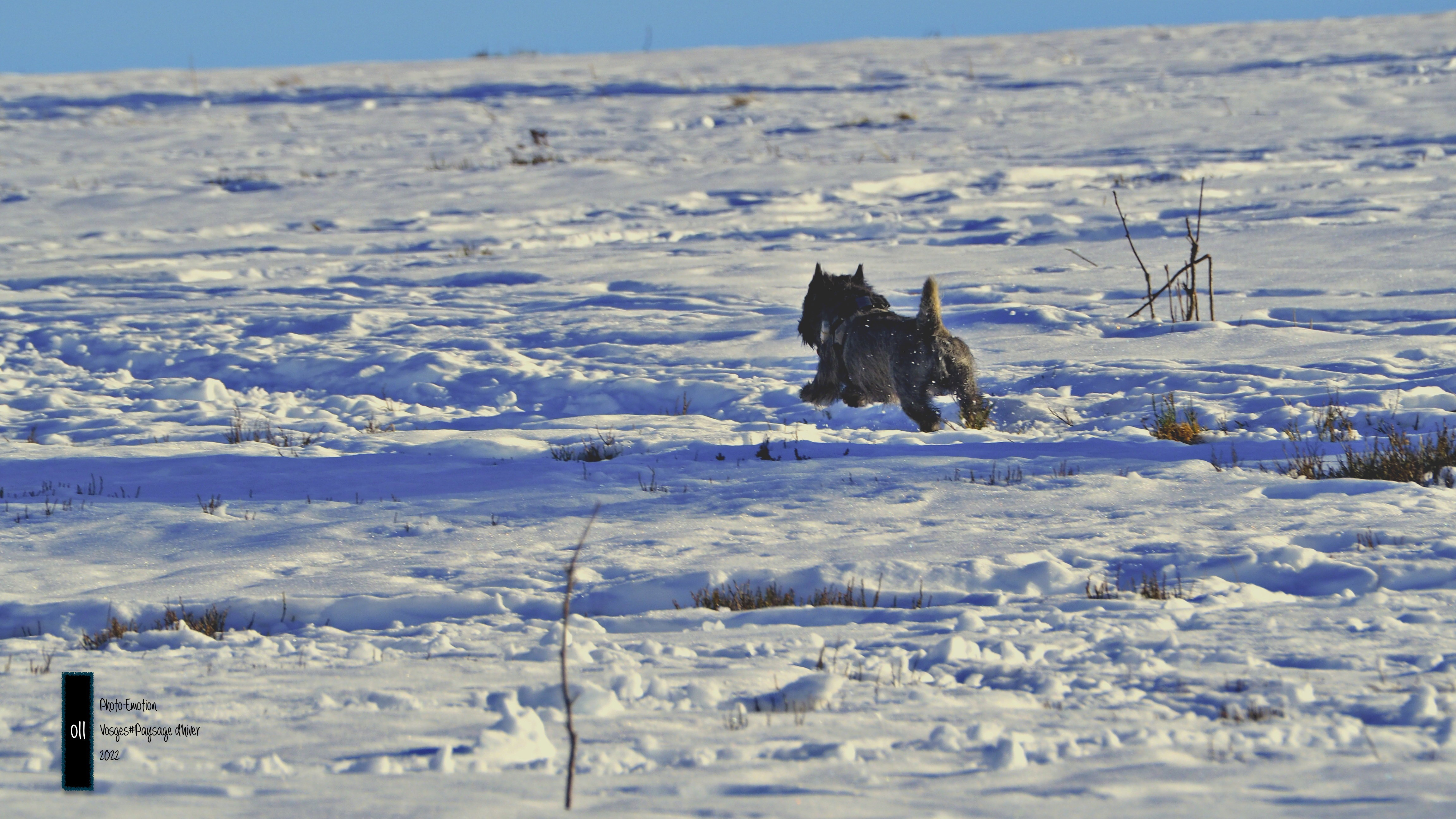 Winter landscapes in the Vosges