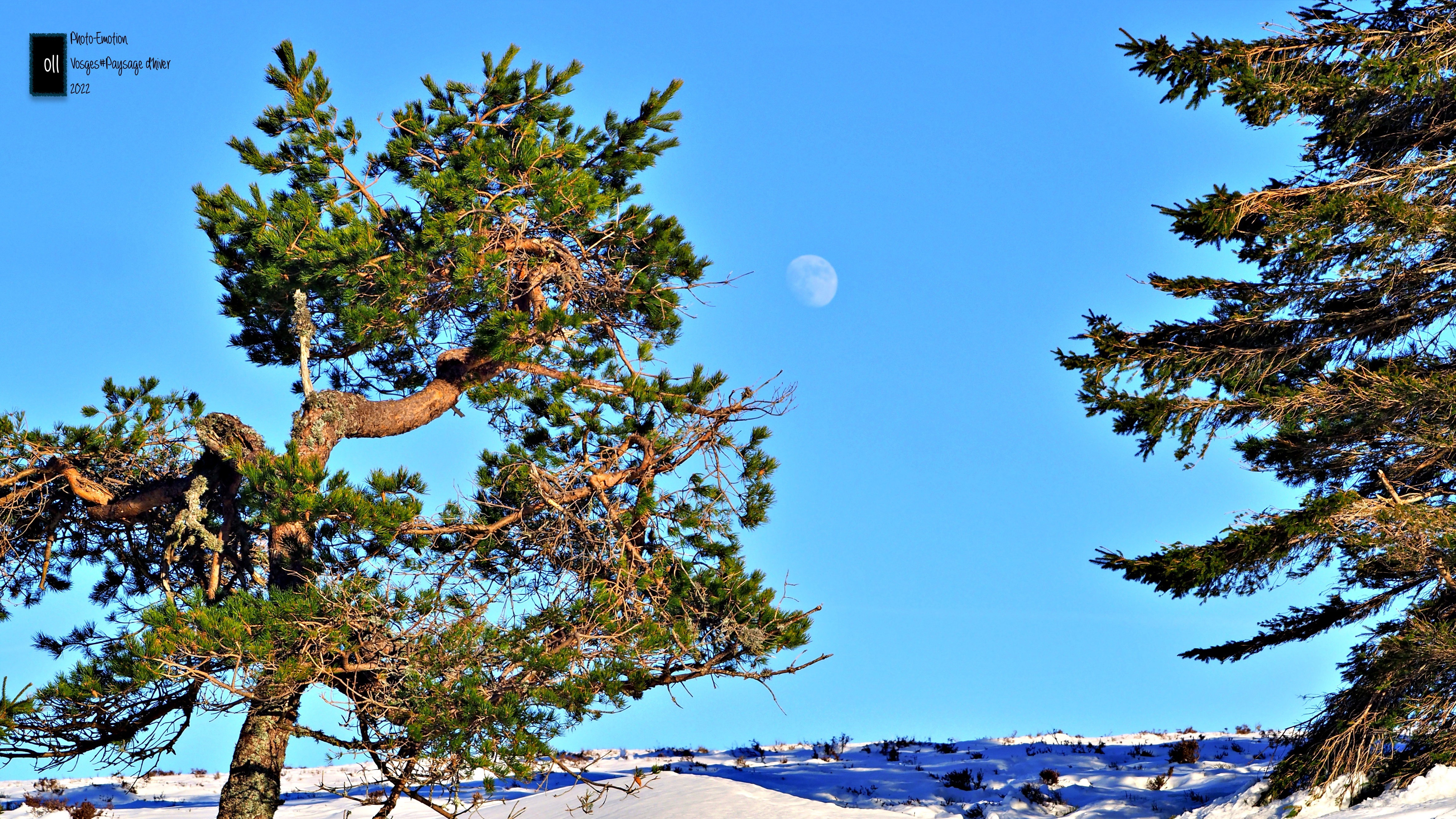 Winter landscapes in the Vosges