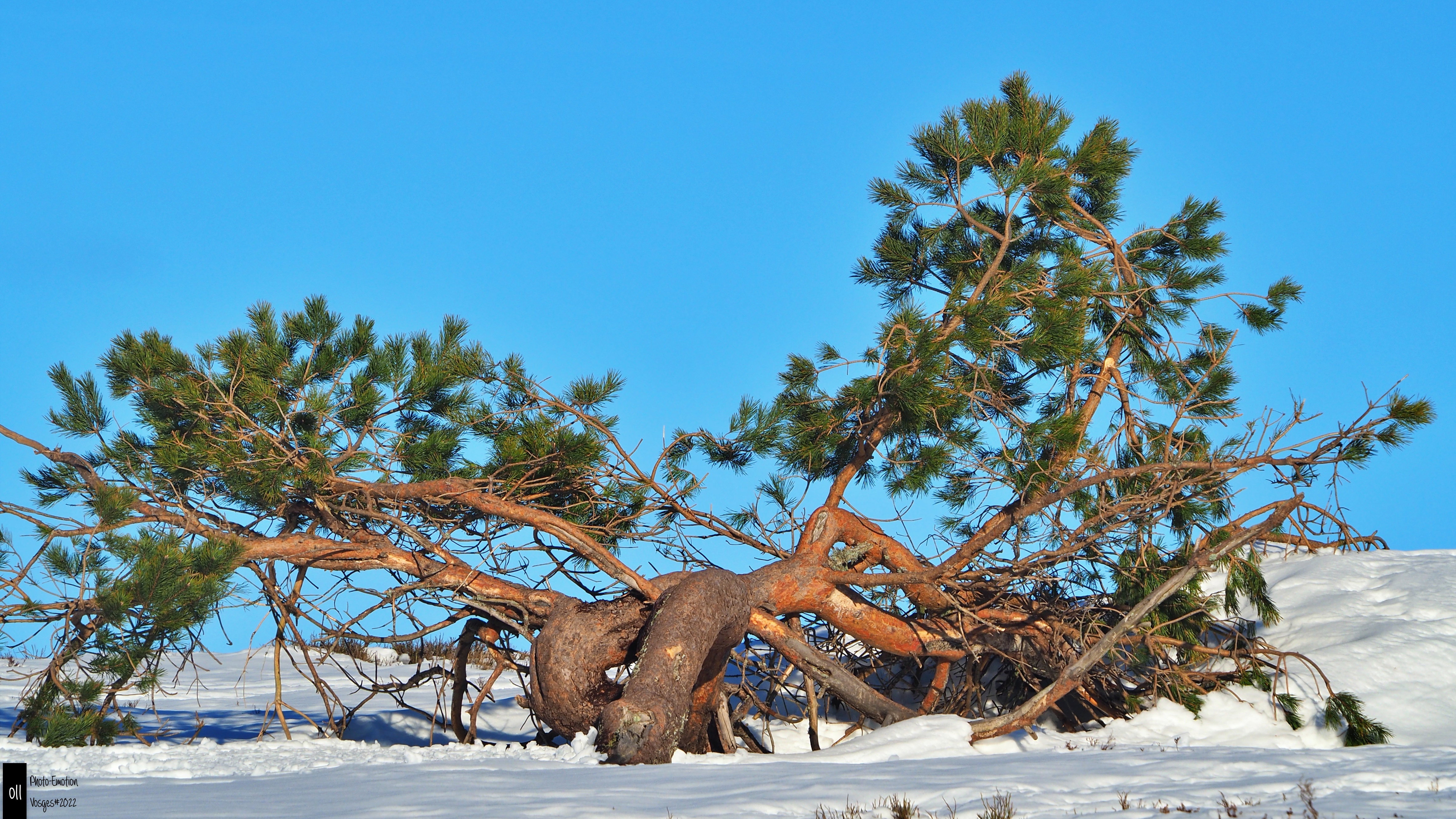 Winter landscapes in the Vosges