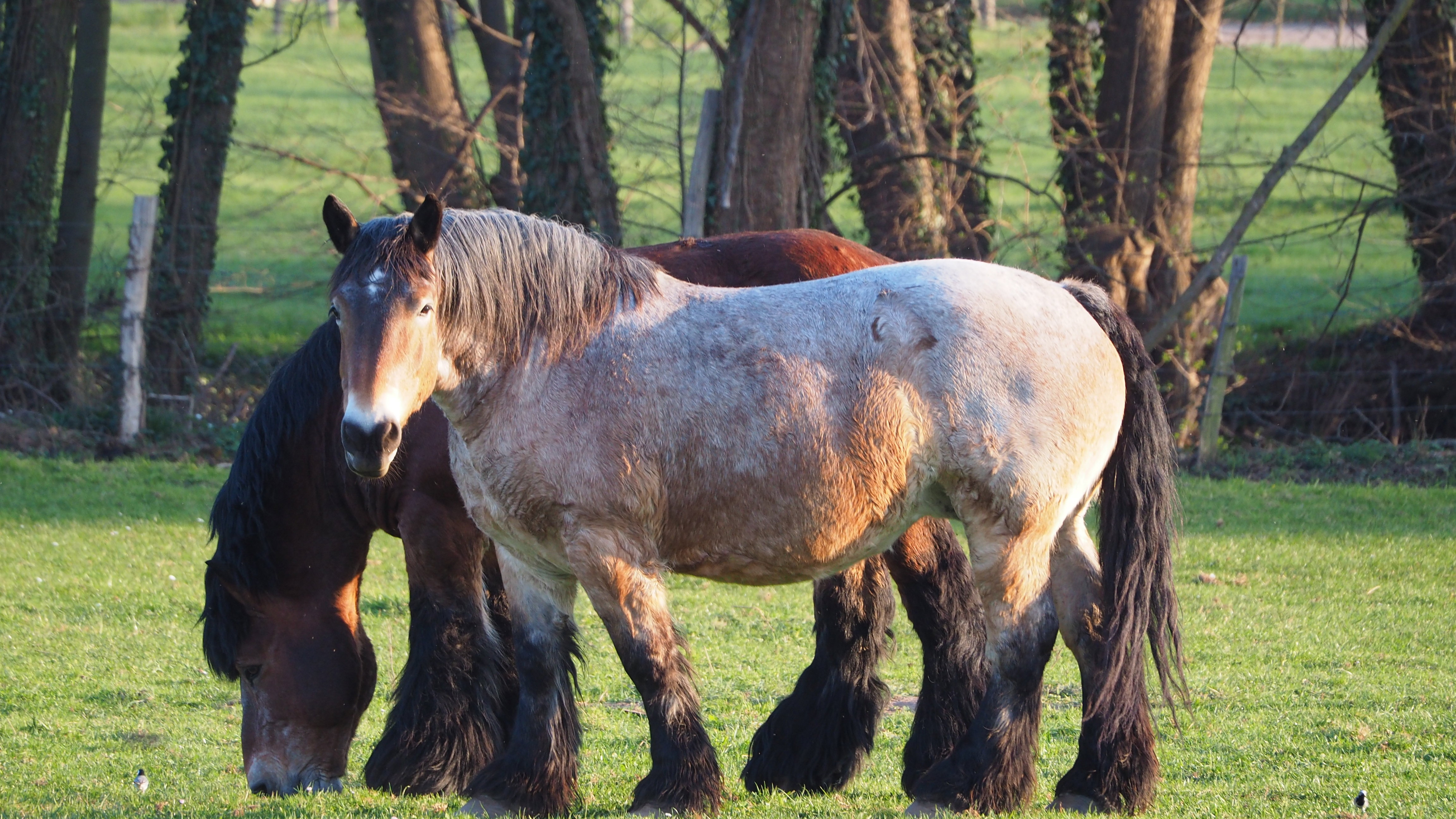 Horse, my friend