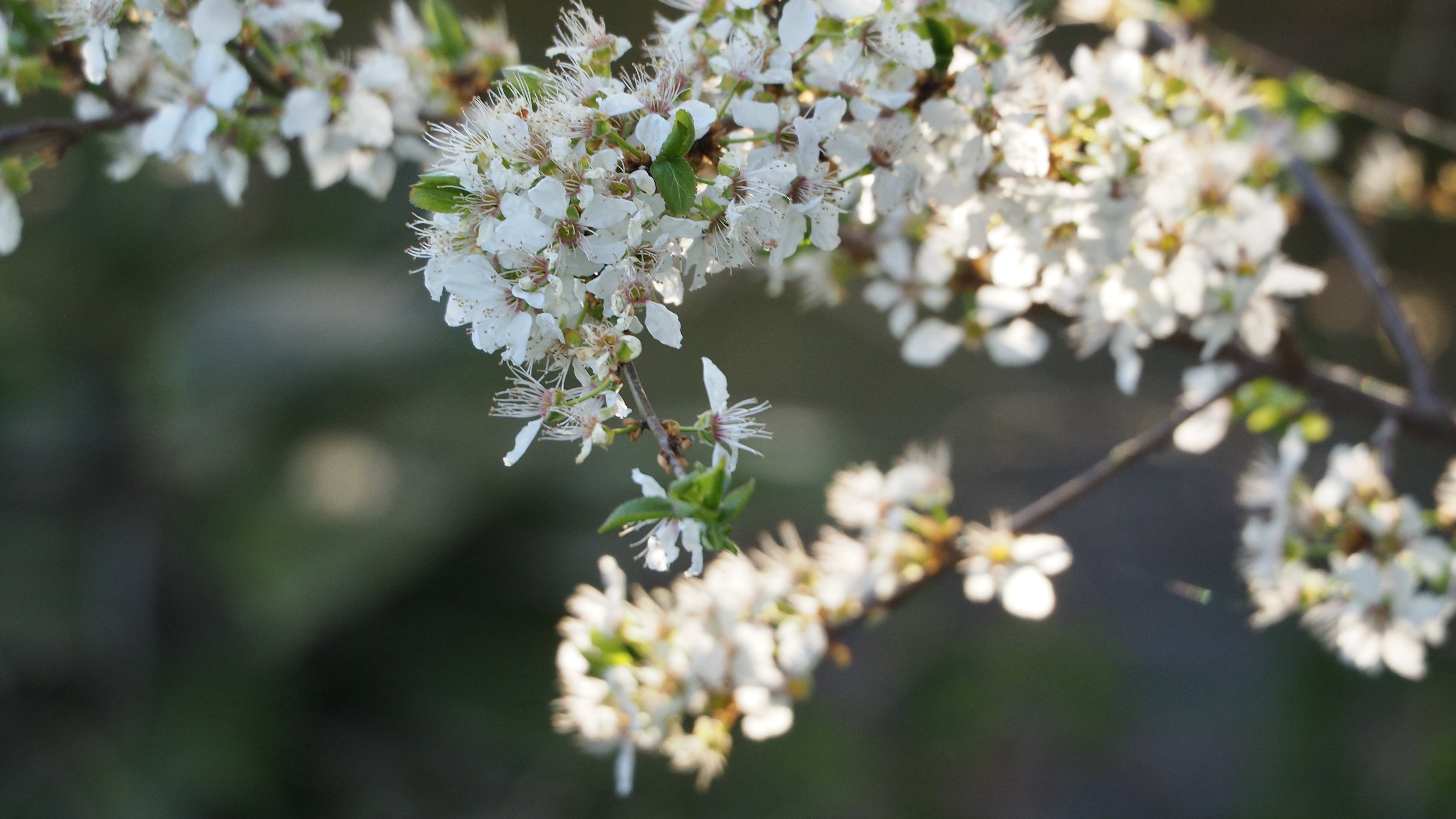 In spring