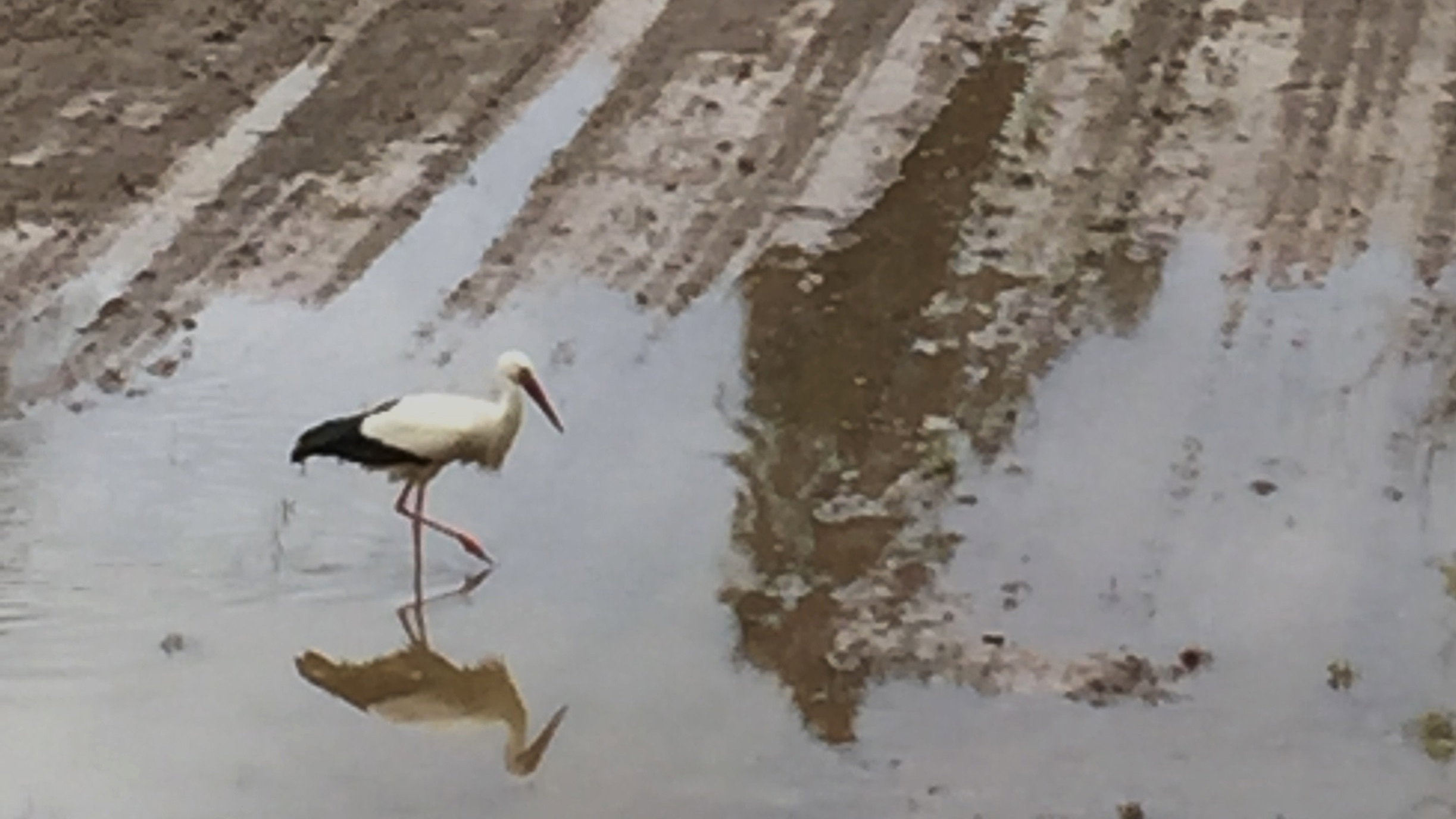 The Alsace stork