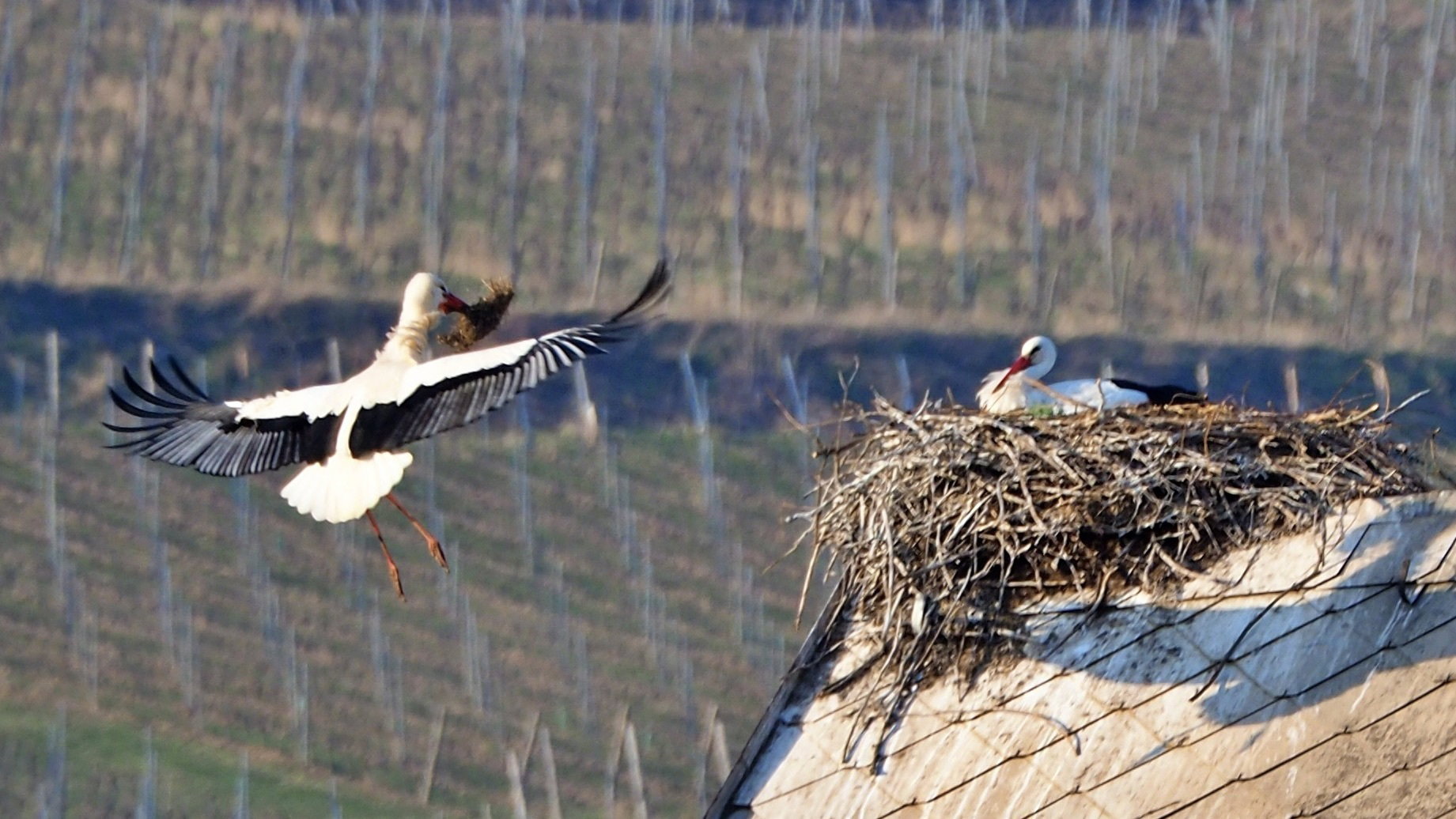 The Alsace stork