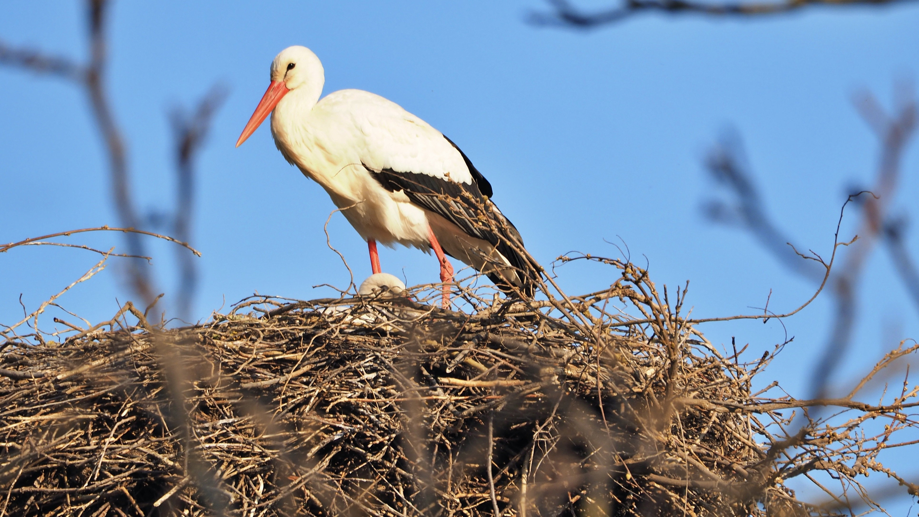 The Alsace stork