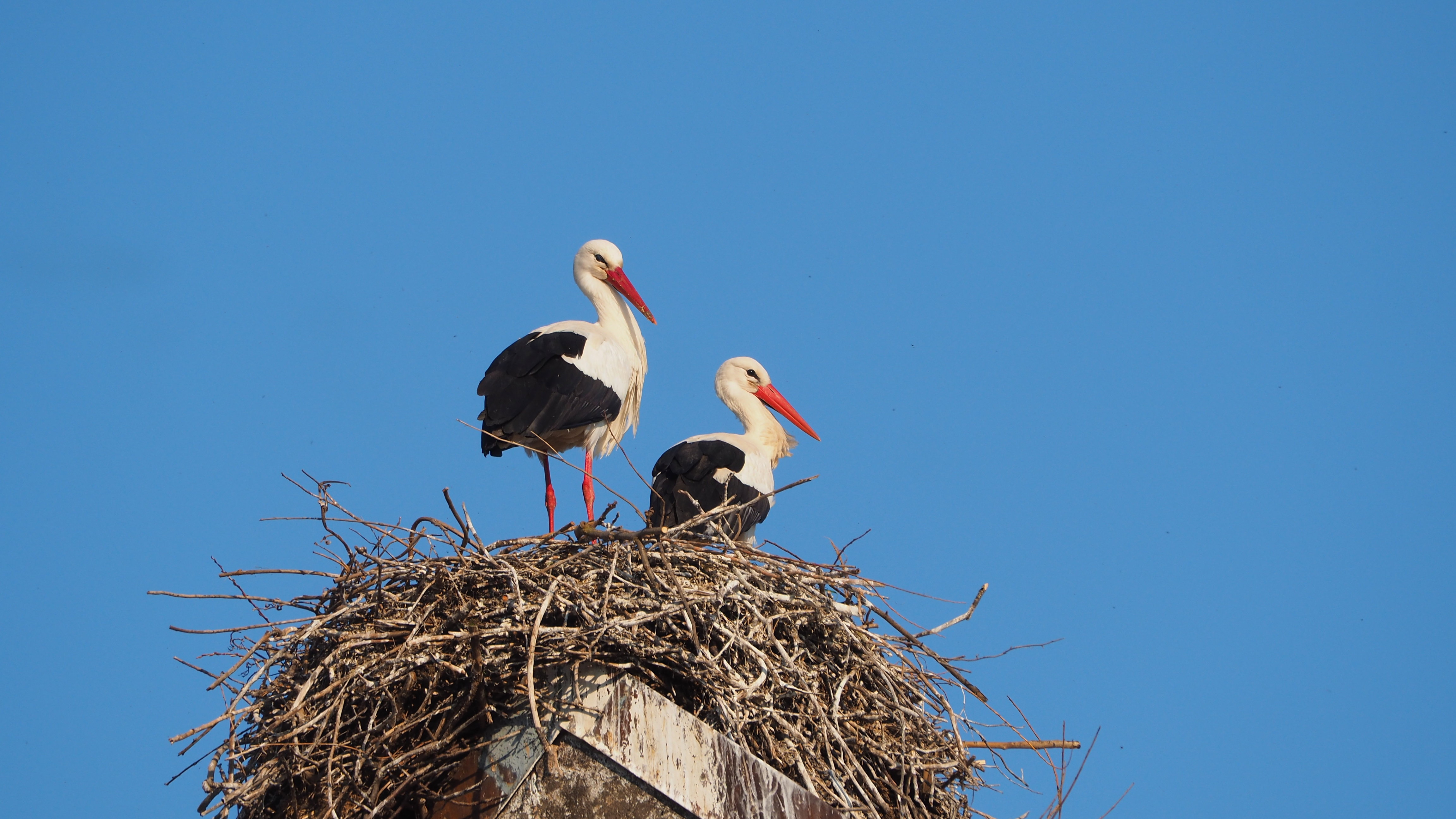 The Alsace stork