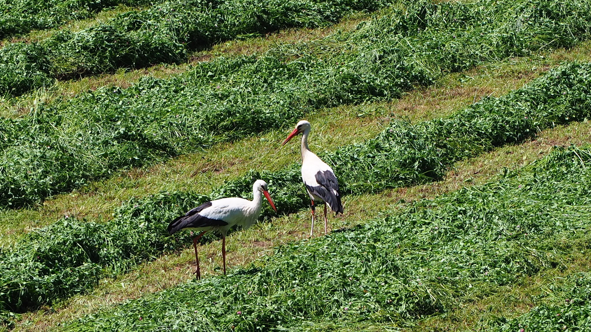 The Alsace stork