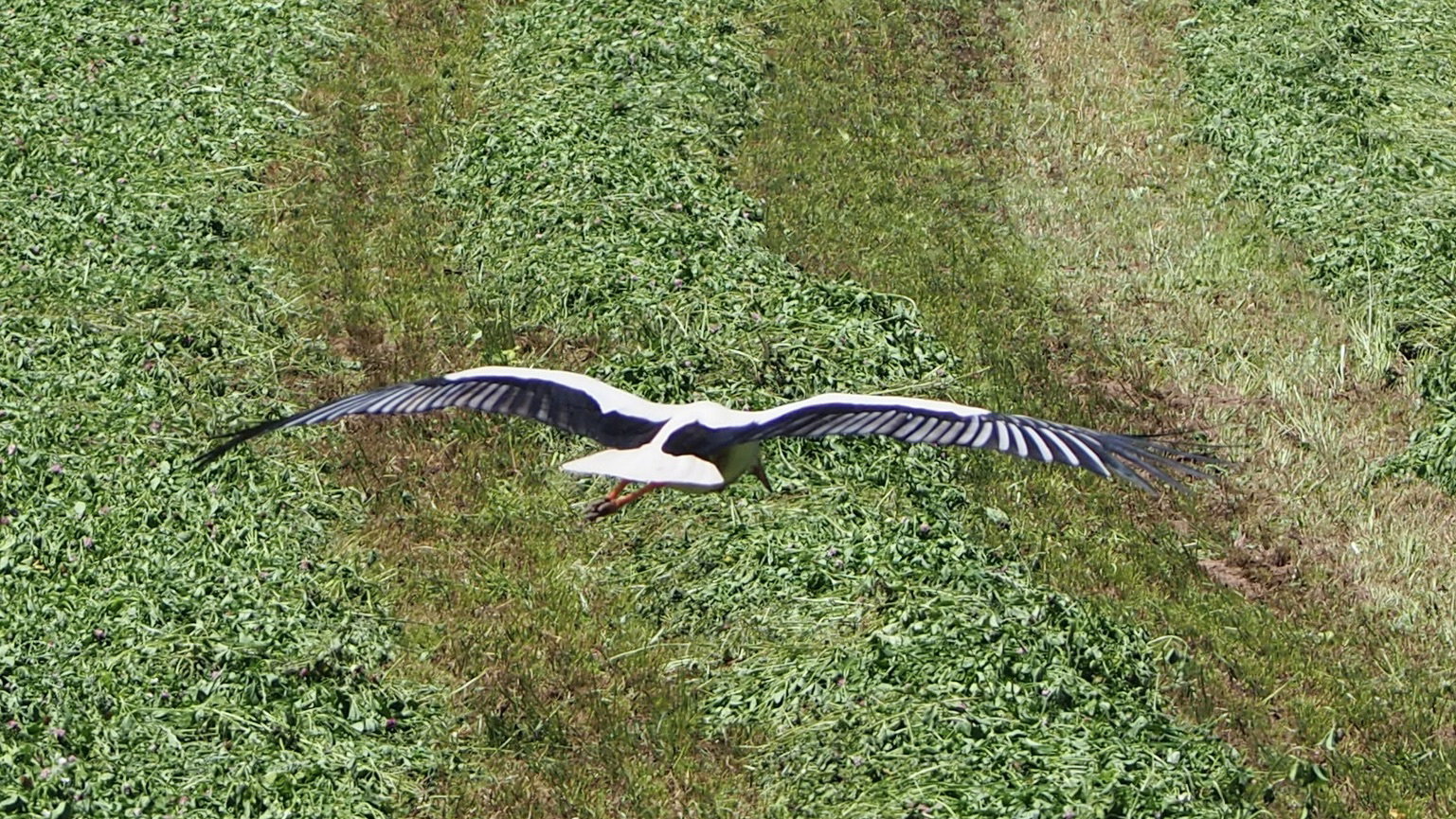 The Alsace stork