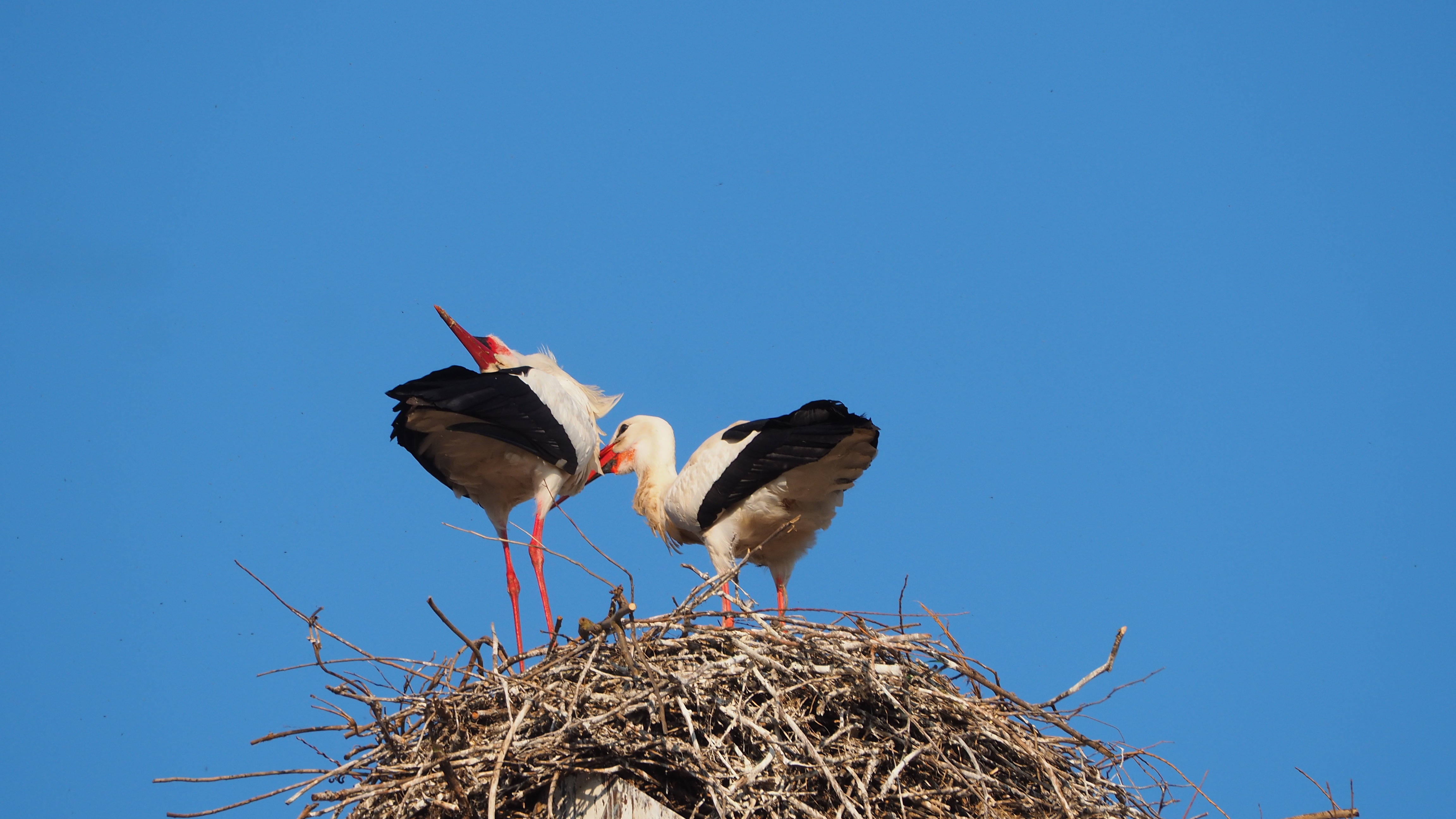 The Alsace stork