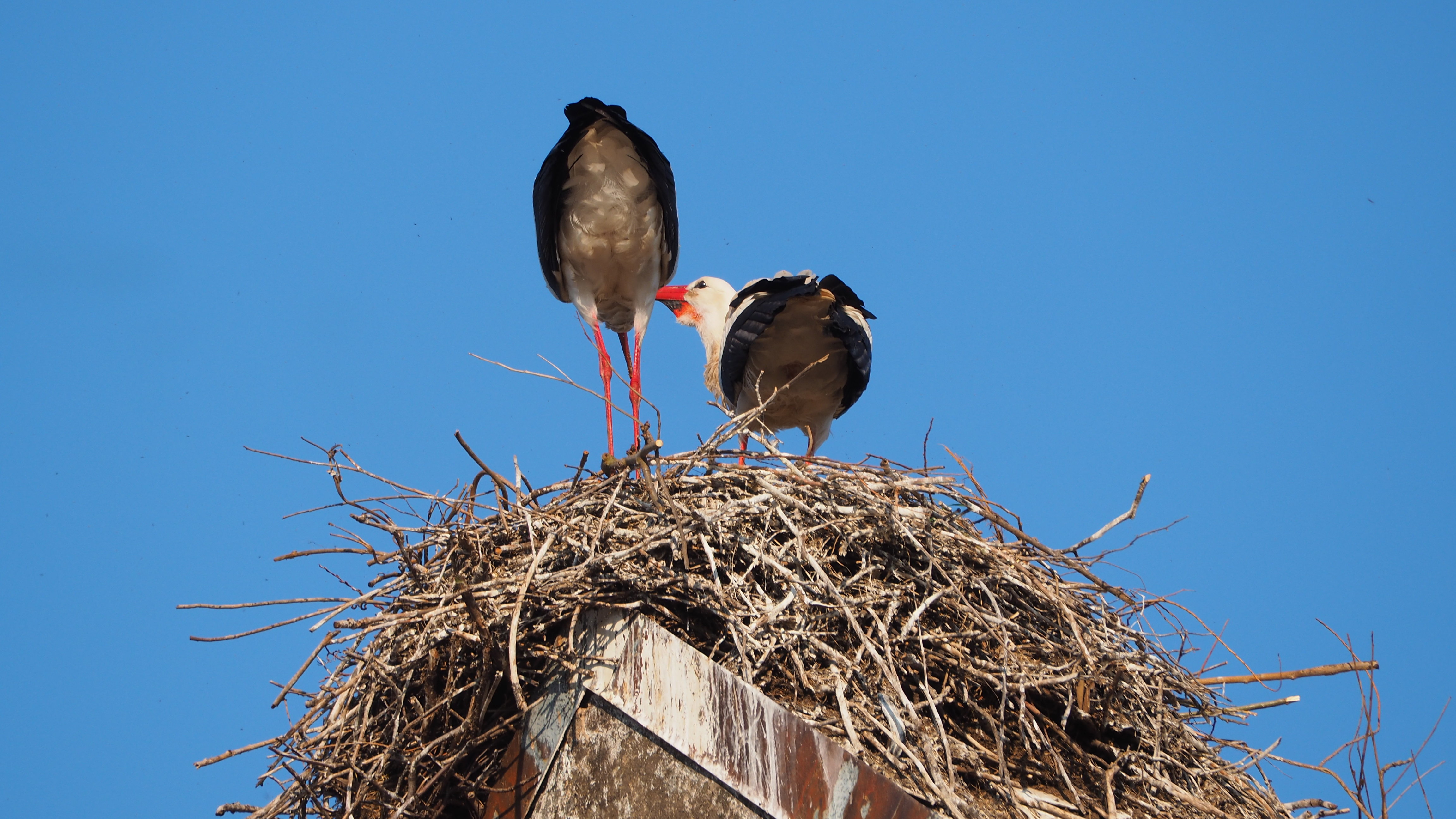 The Alsace stork