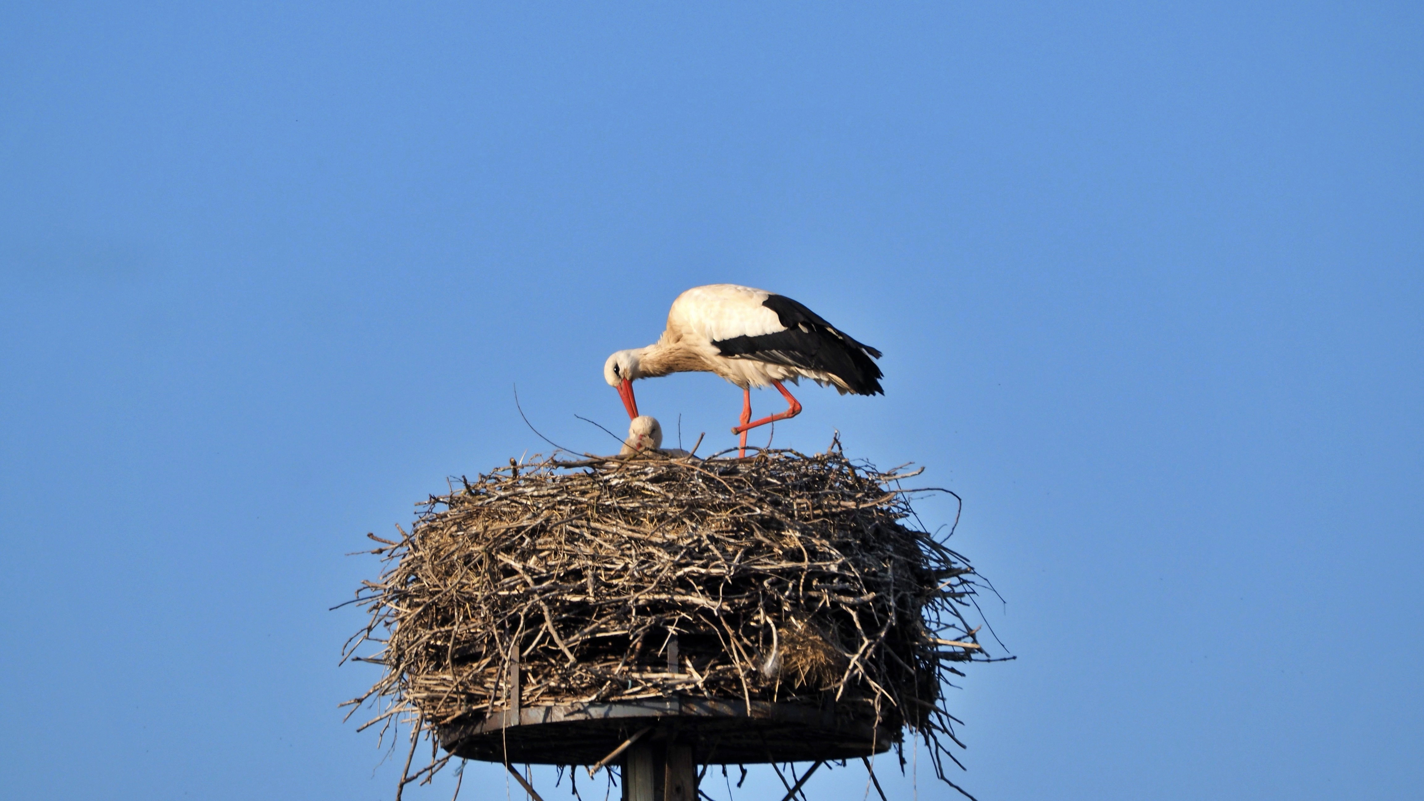 The Alsace stork