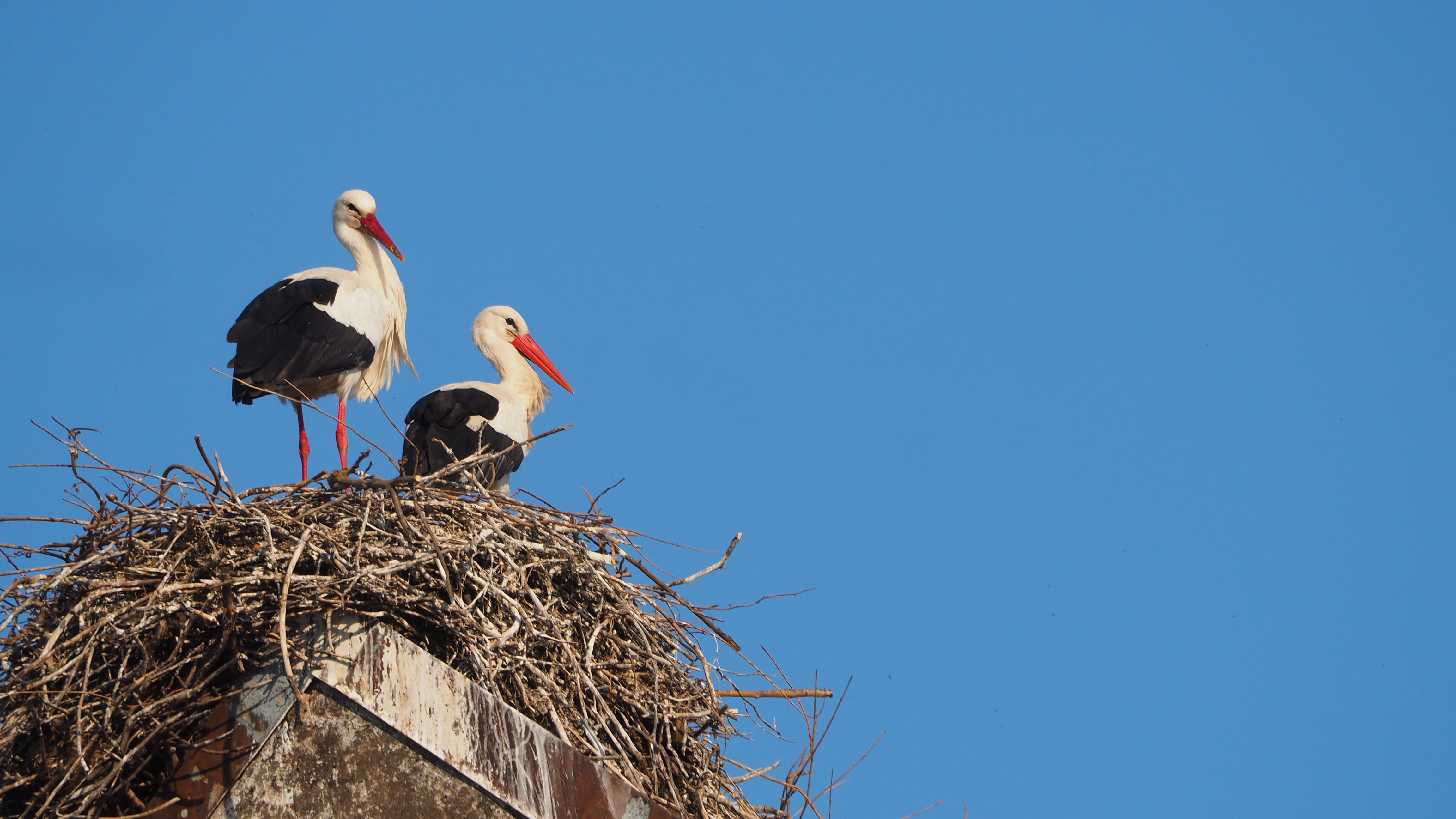 The Alsace stork