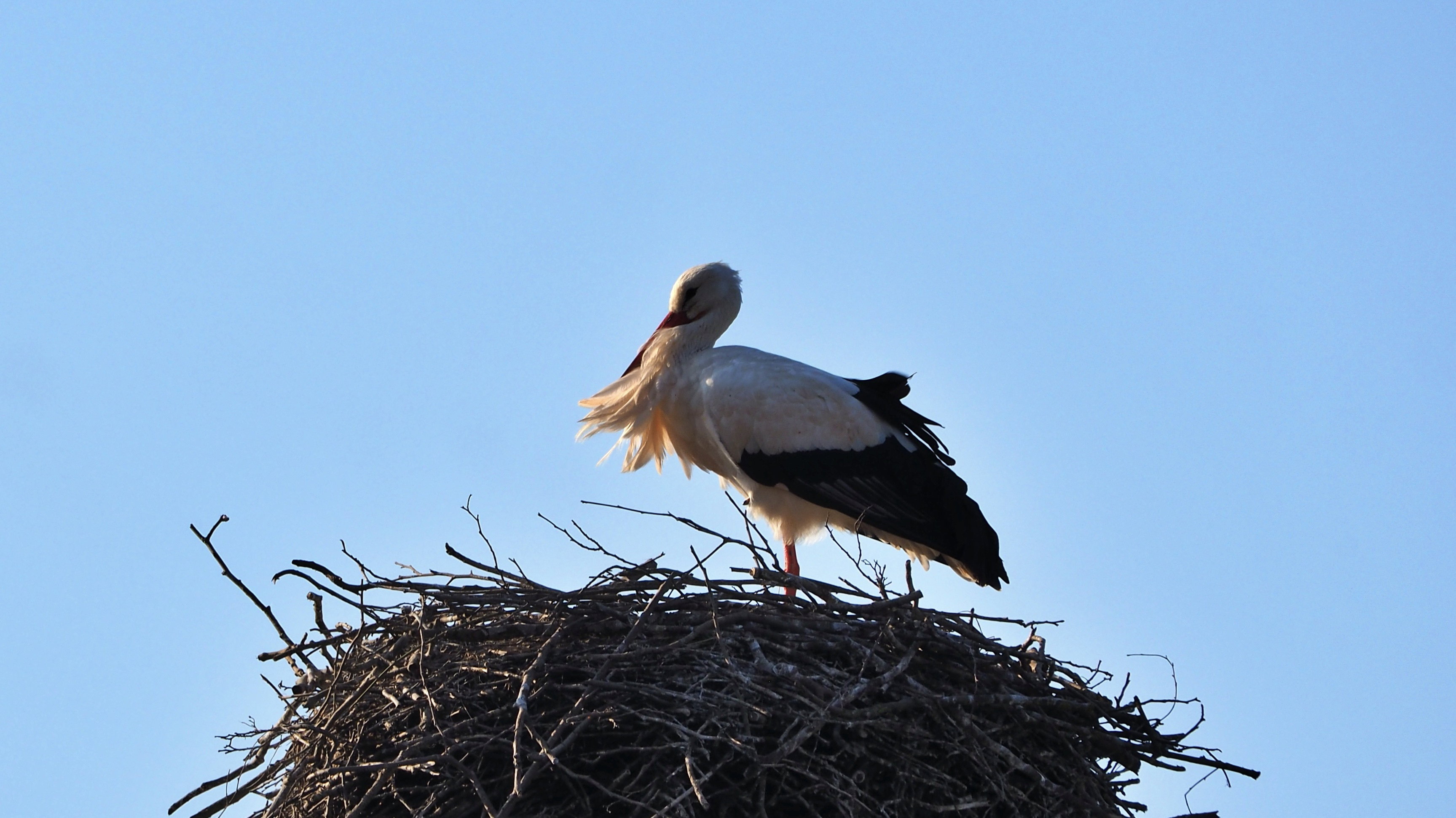 The Alsace stork
