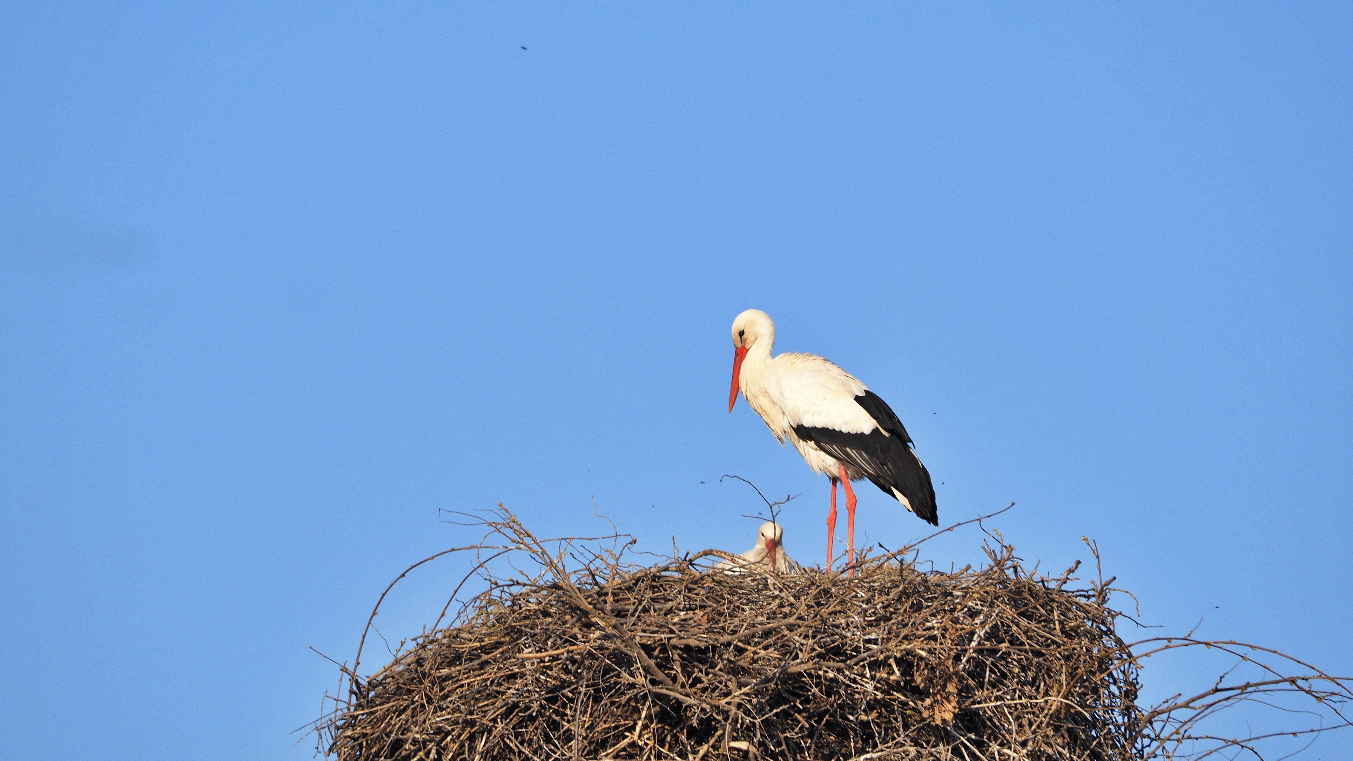 The Alsace stork
