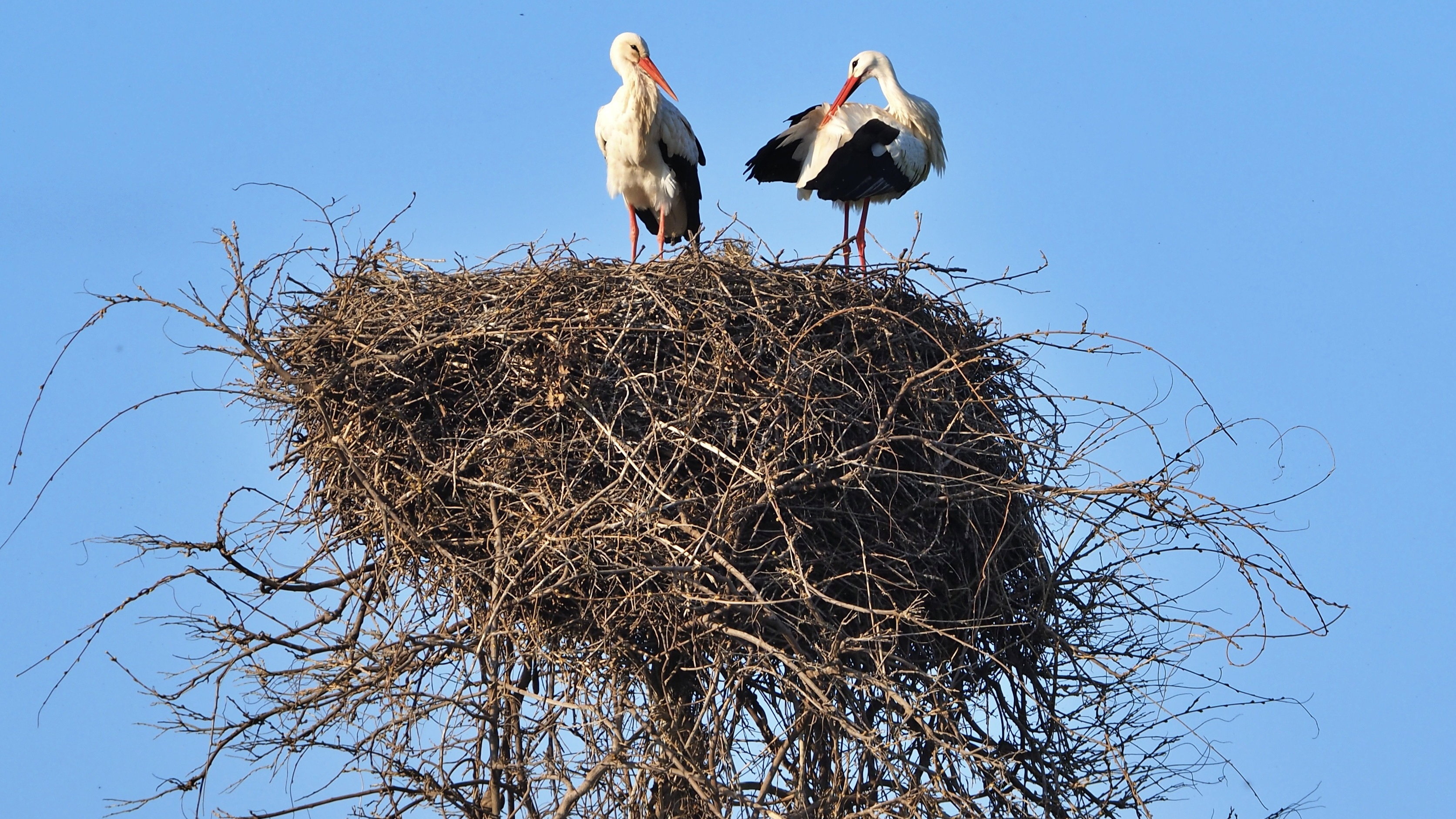 The Alsace stork