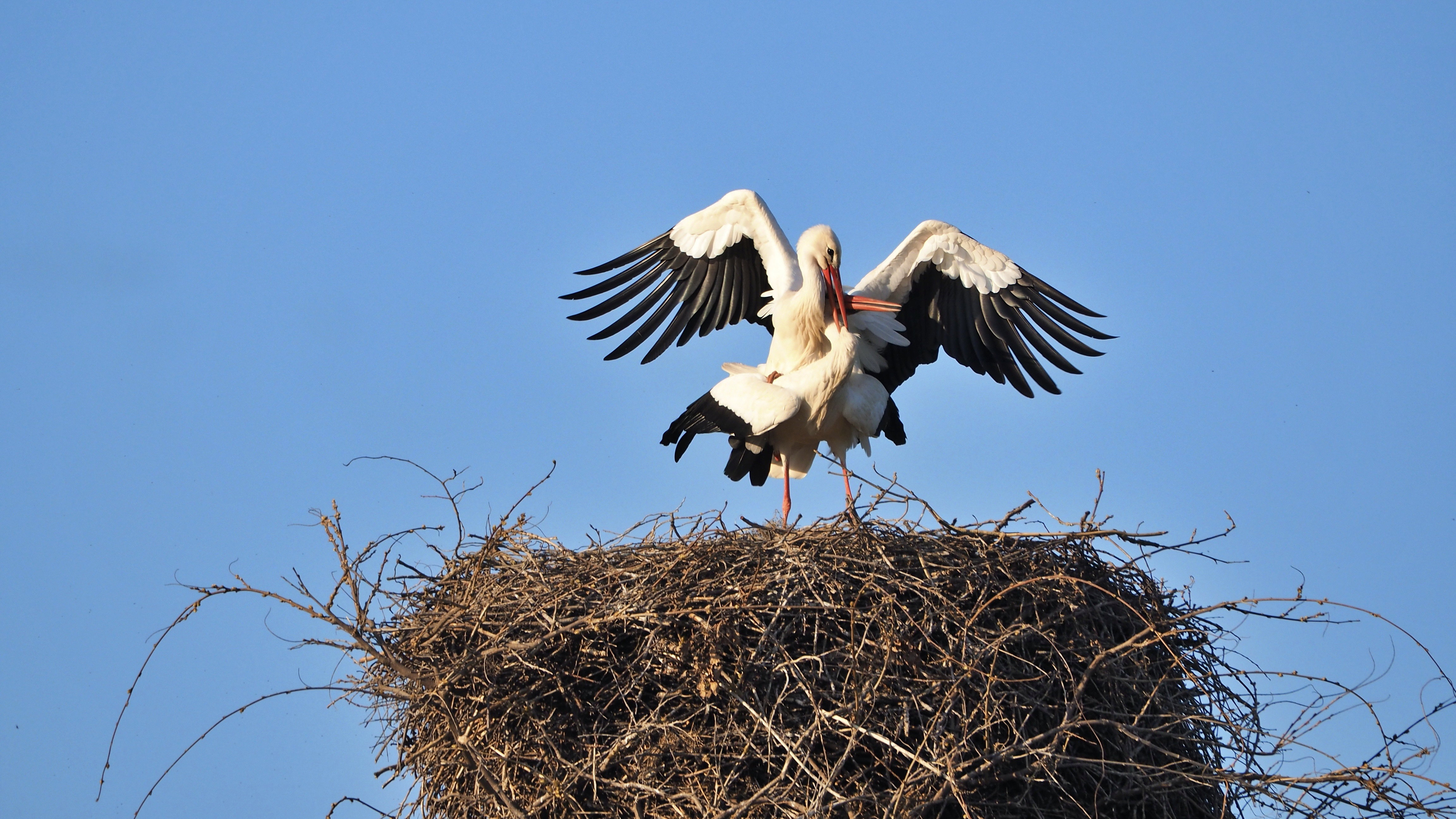 The Alsace stork