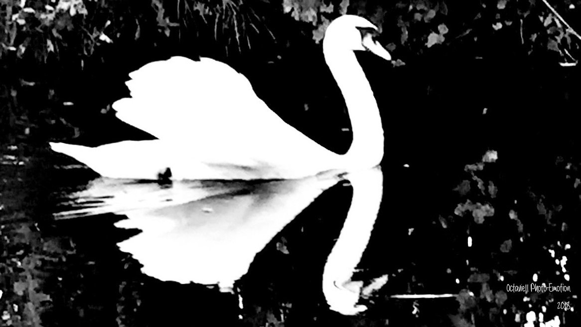 The Swan