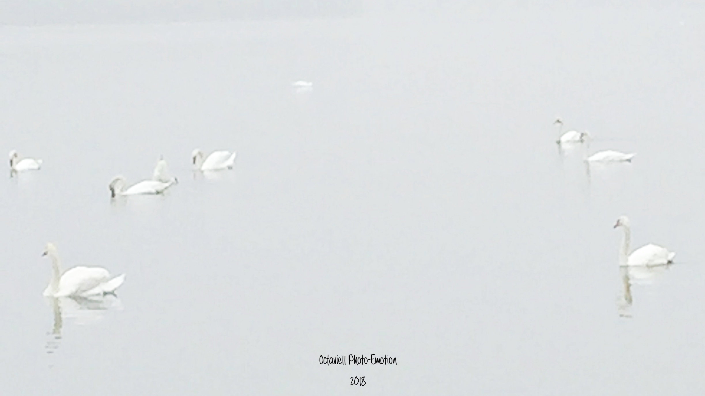 The Swan