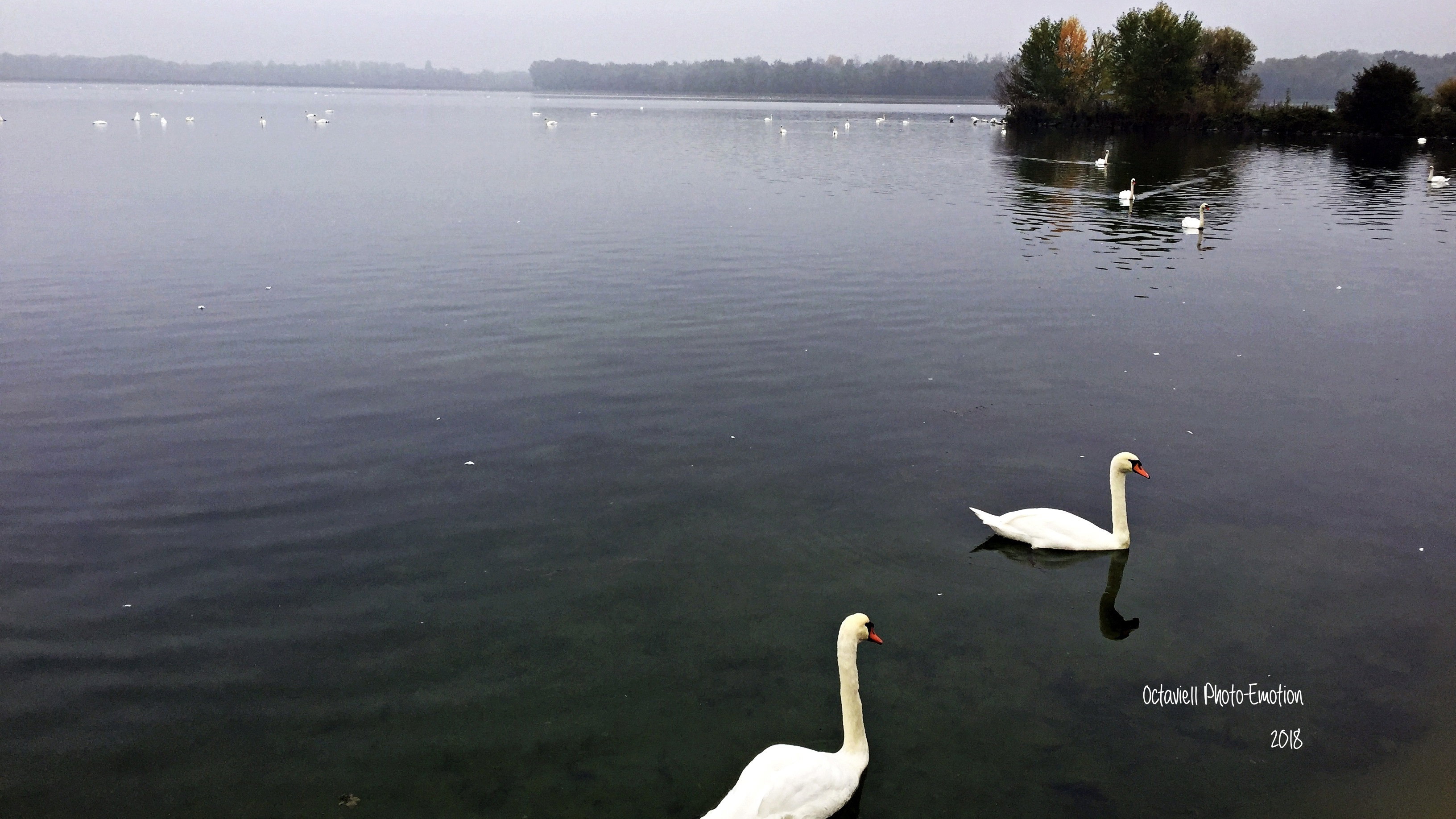 The Swan