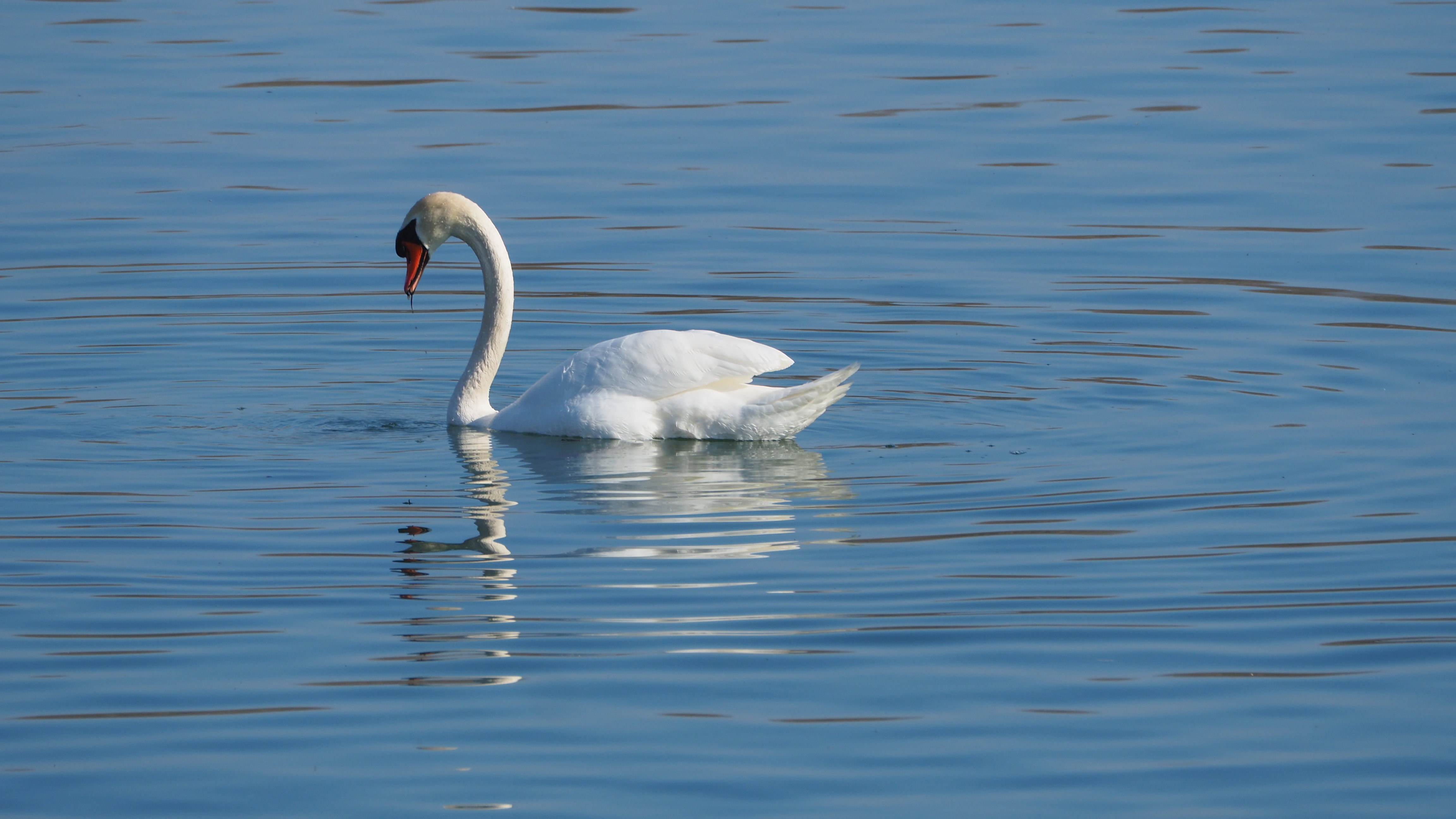 The Swan