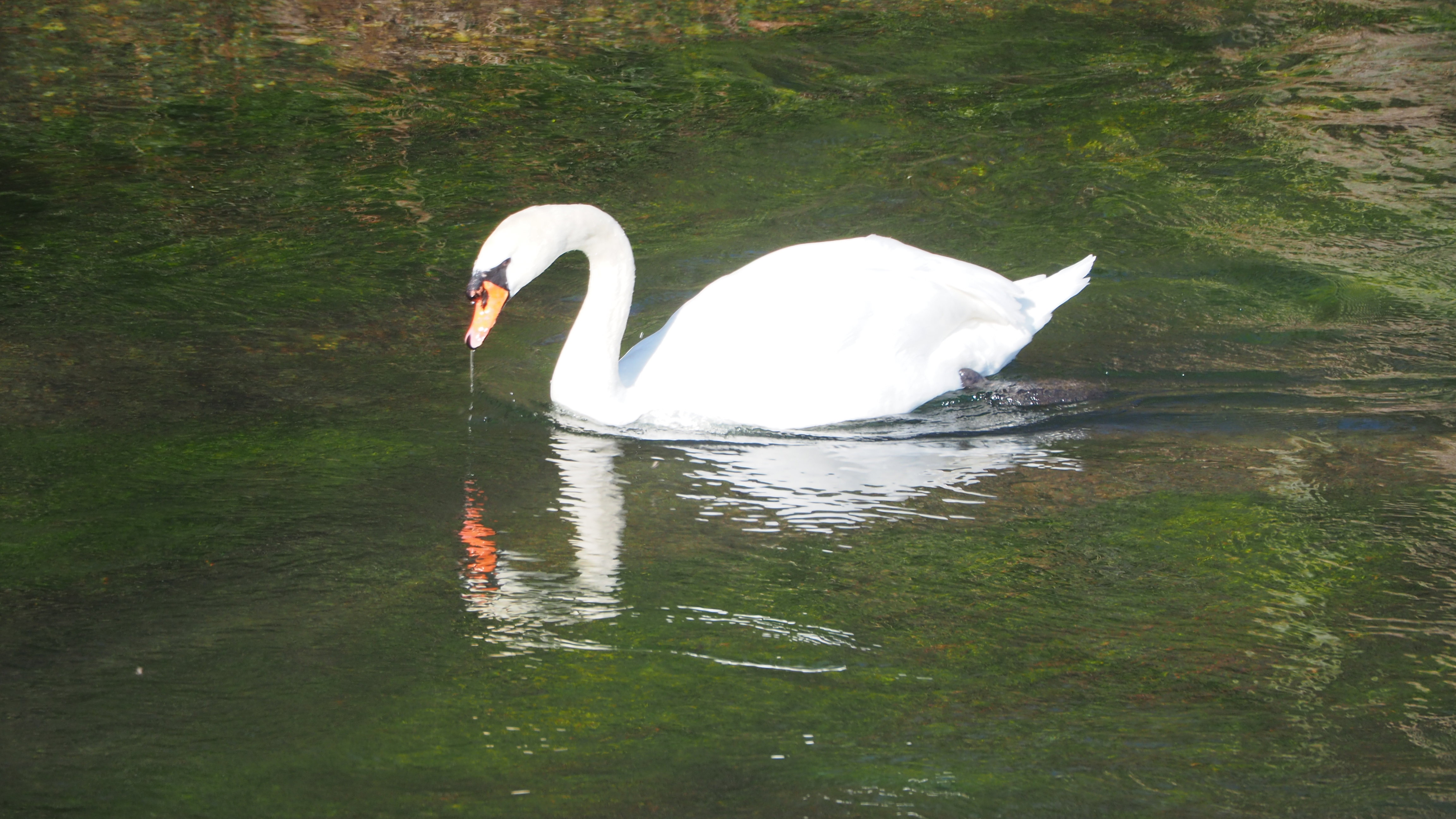 The Swan
