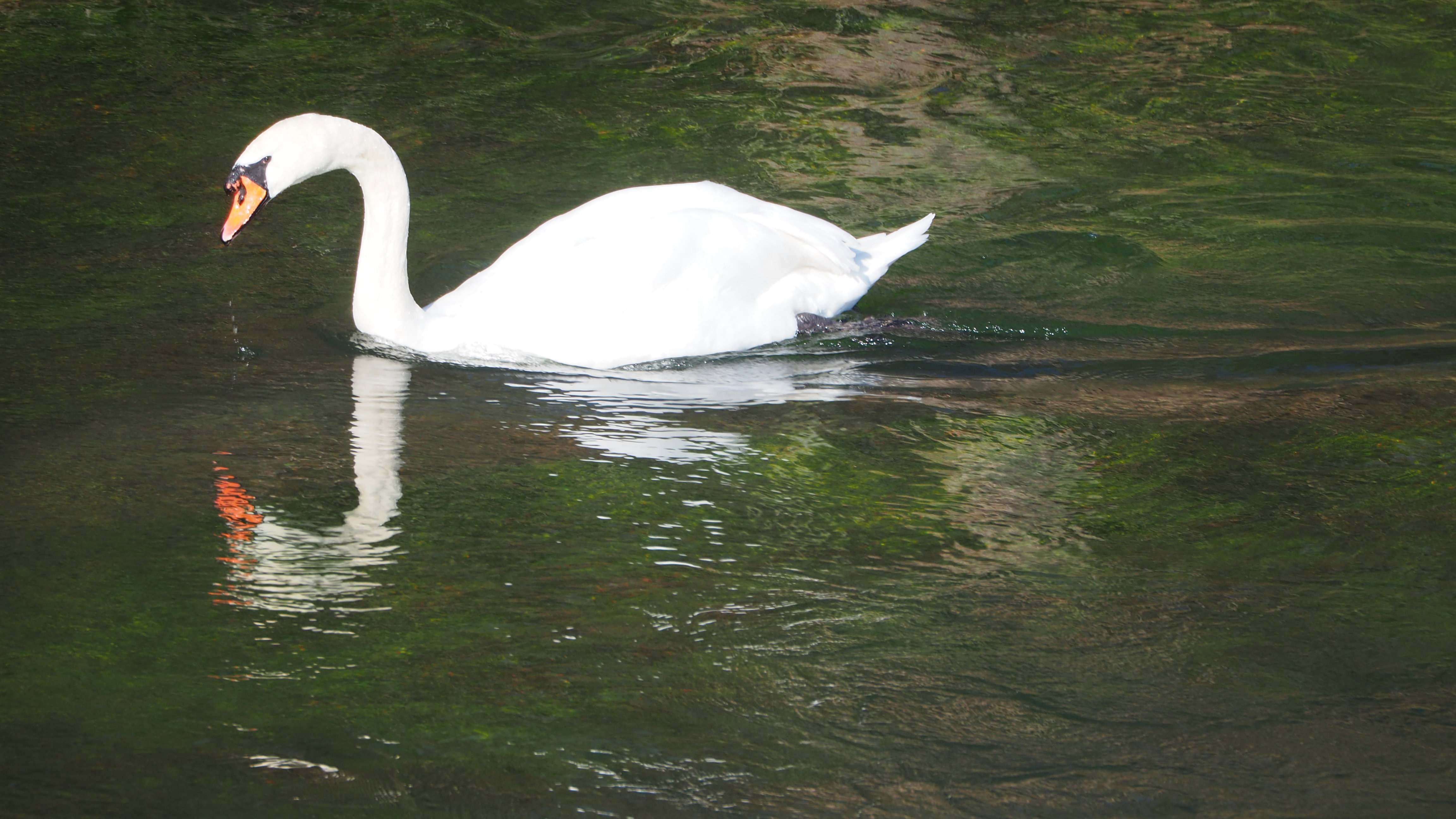 The Swan
