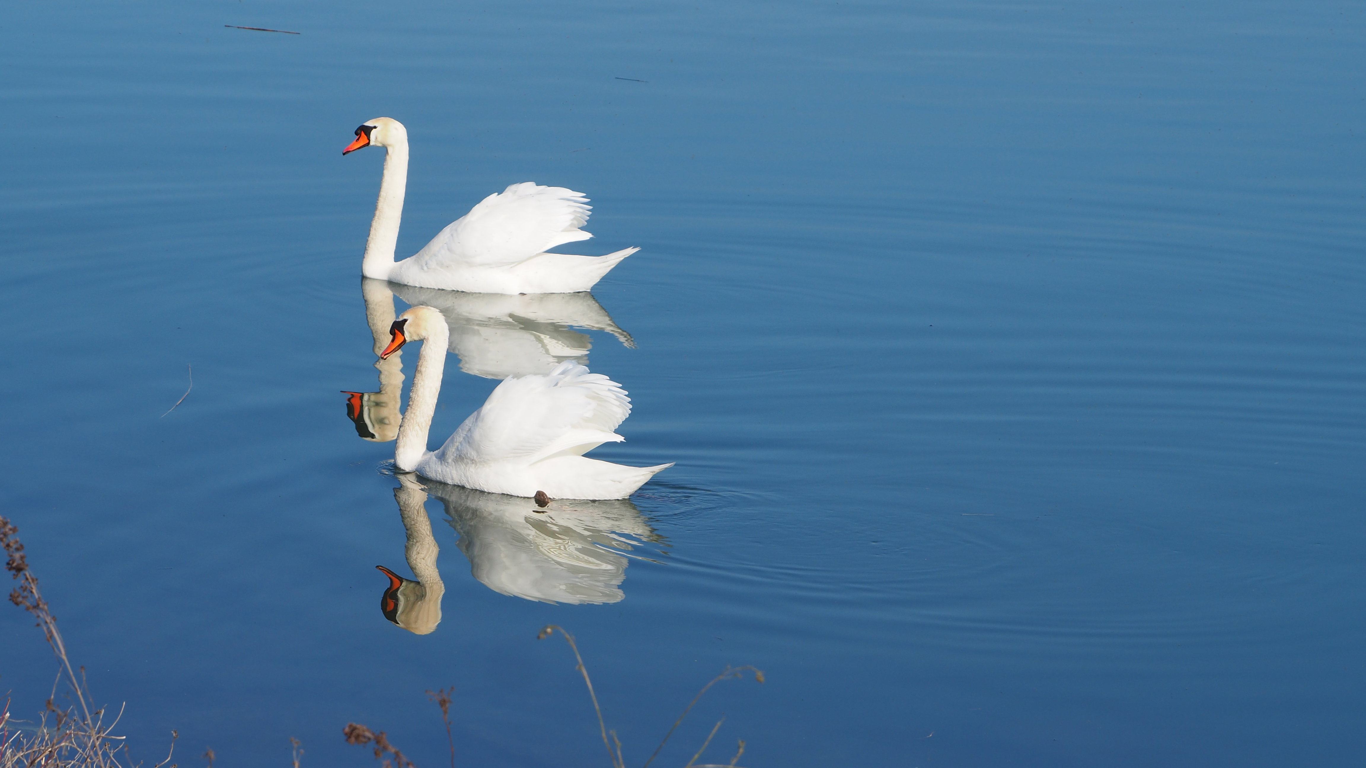 The Swan