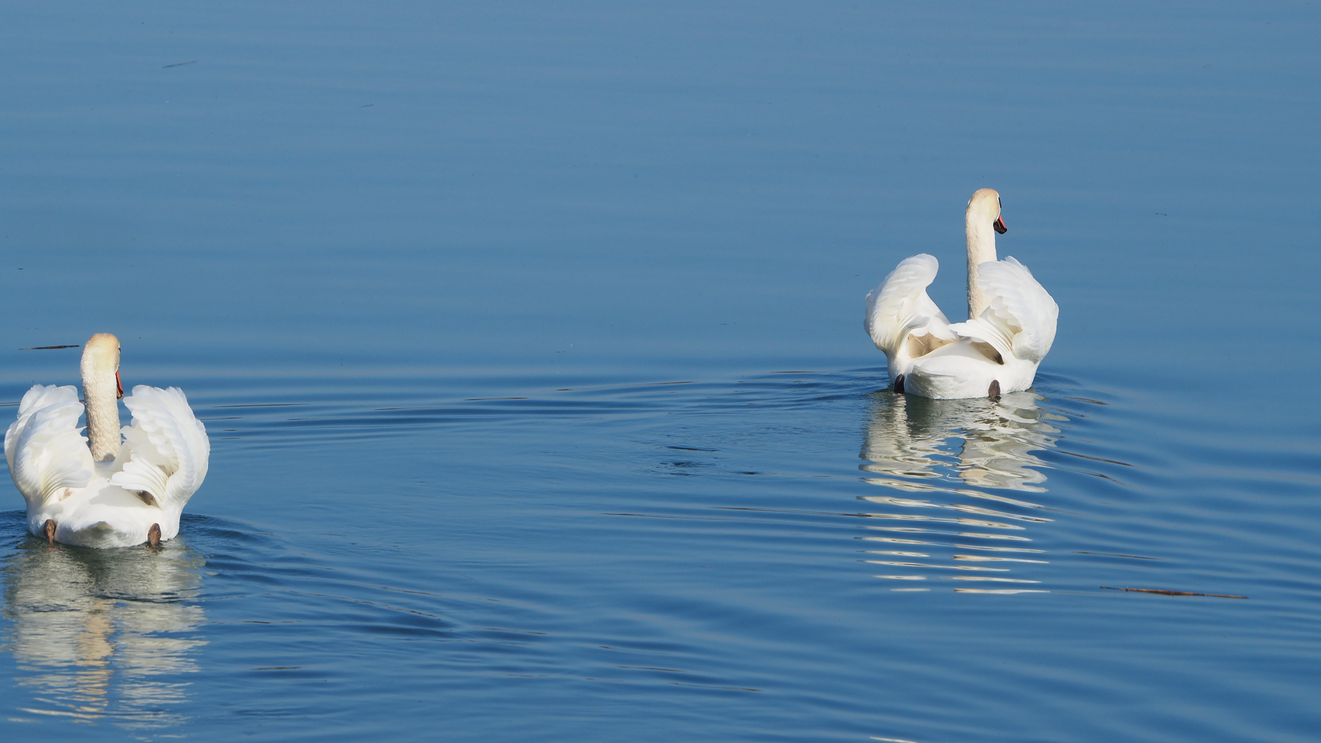 The Swan