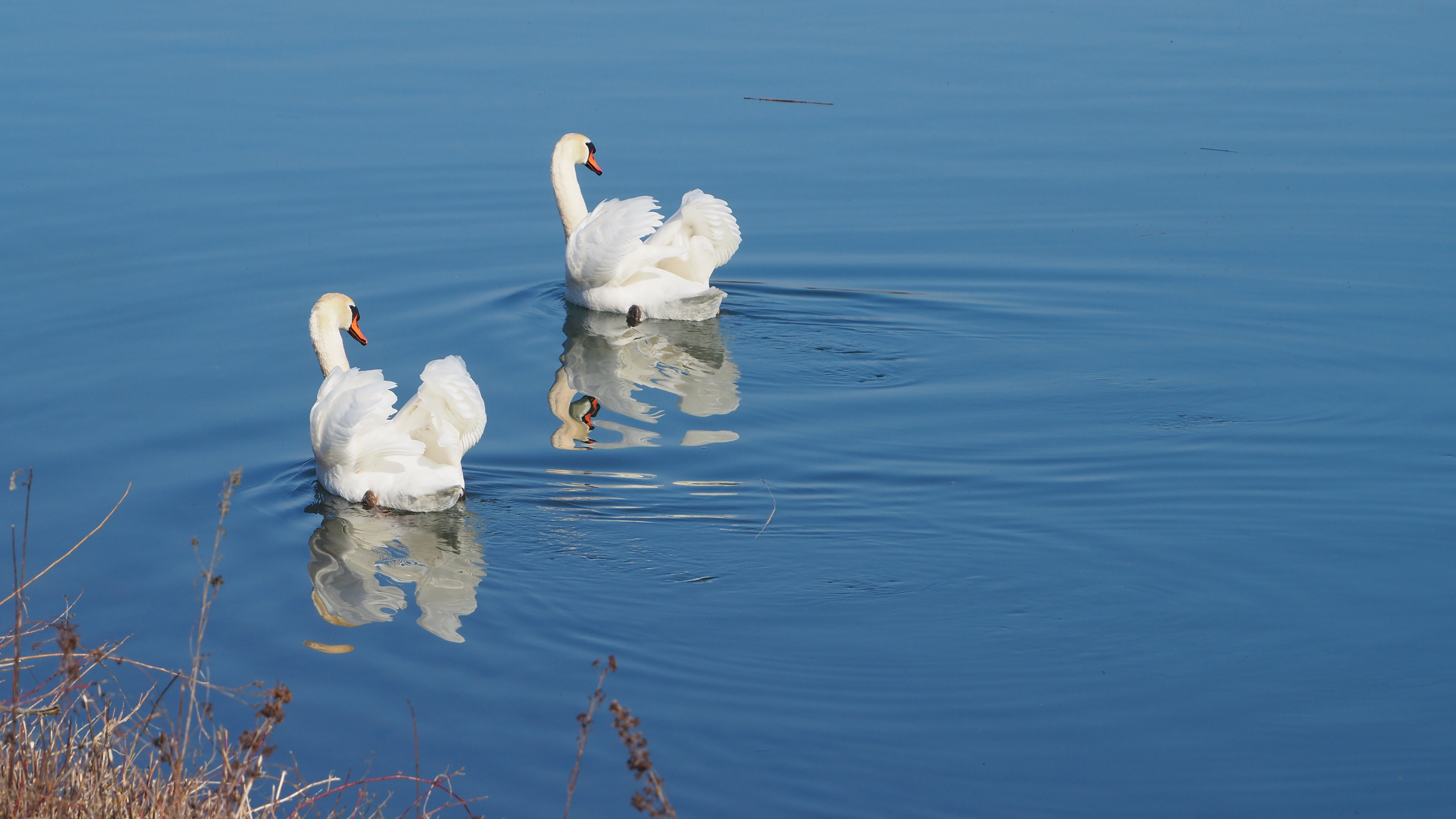 The Swan