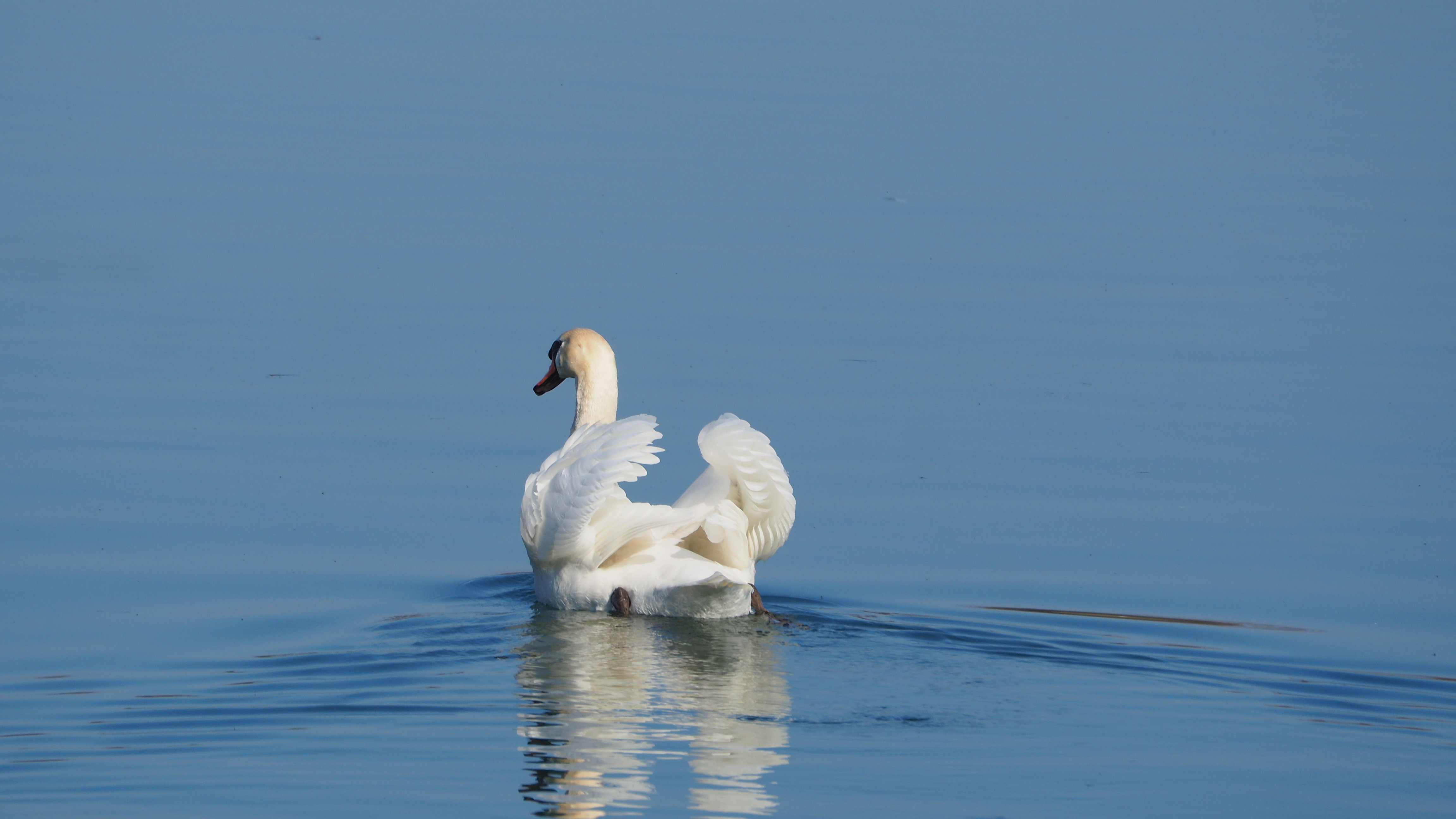 The Swan