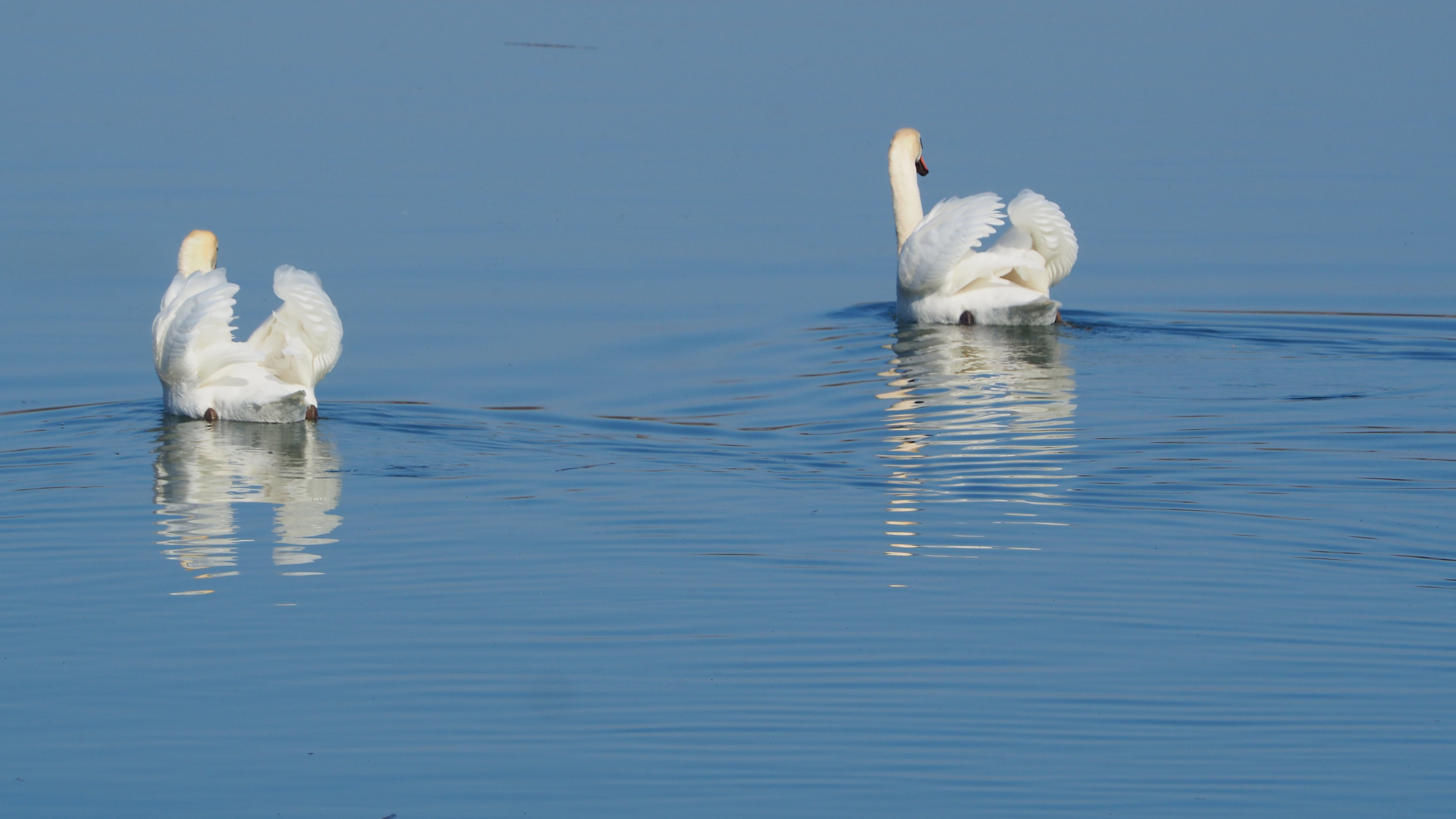 The Swan