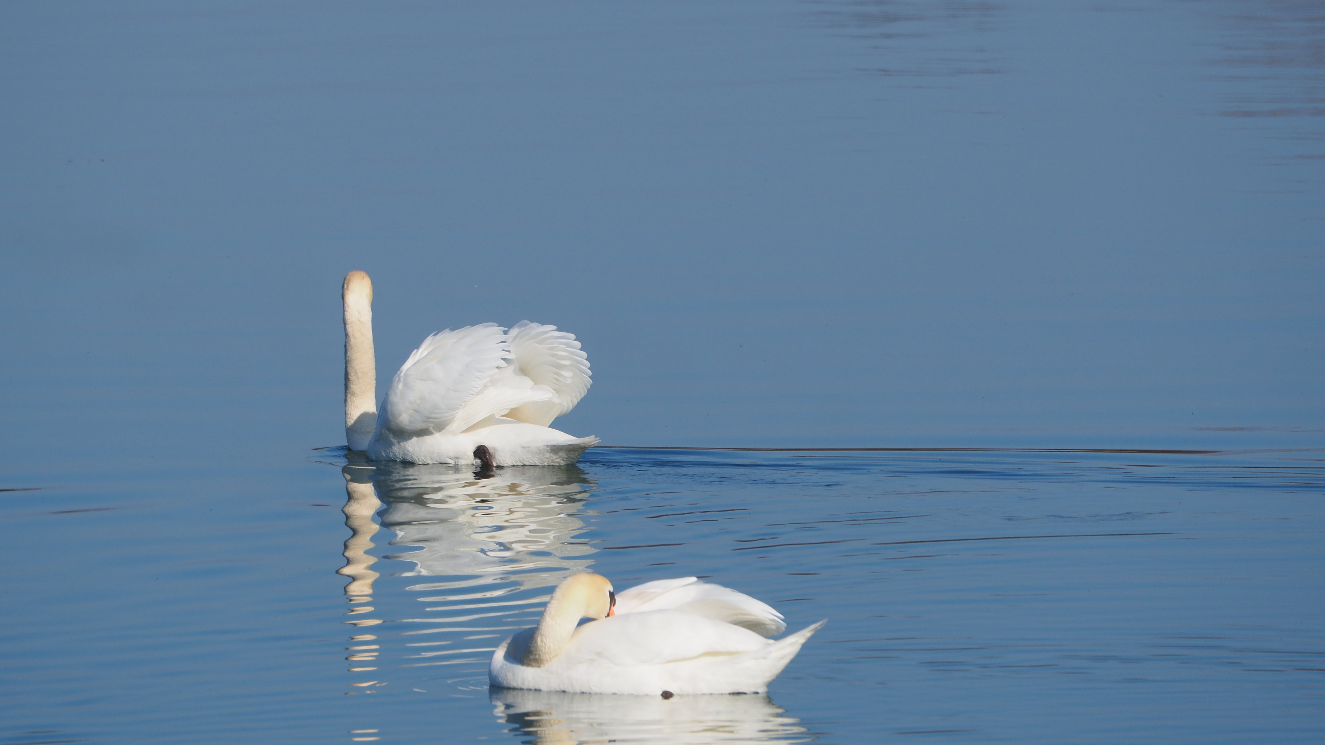 The Swan