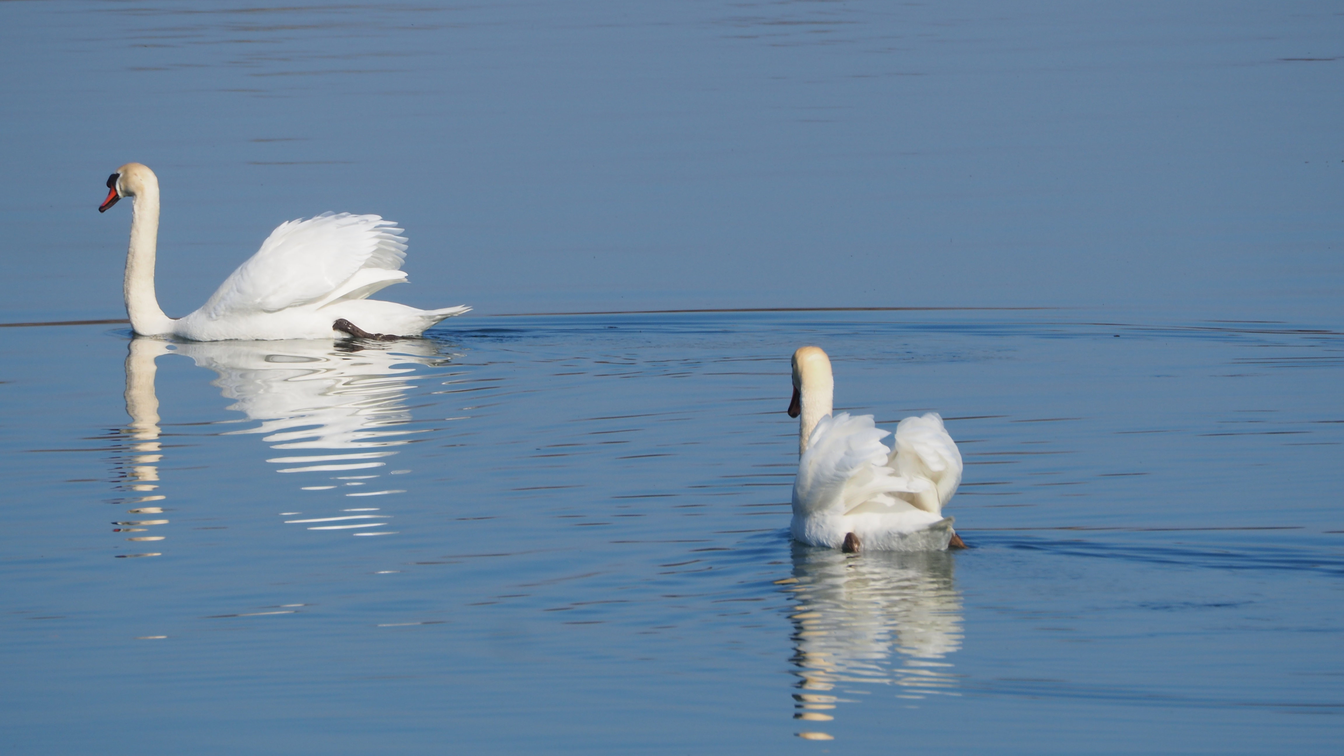 The Swan