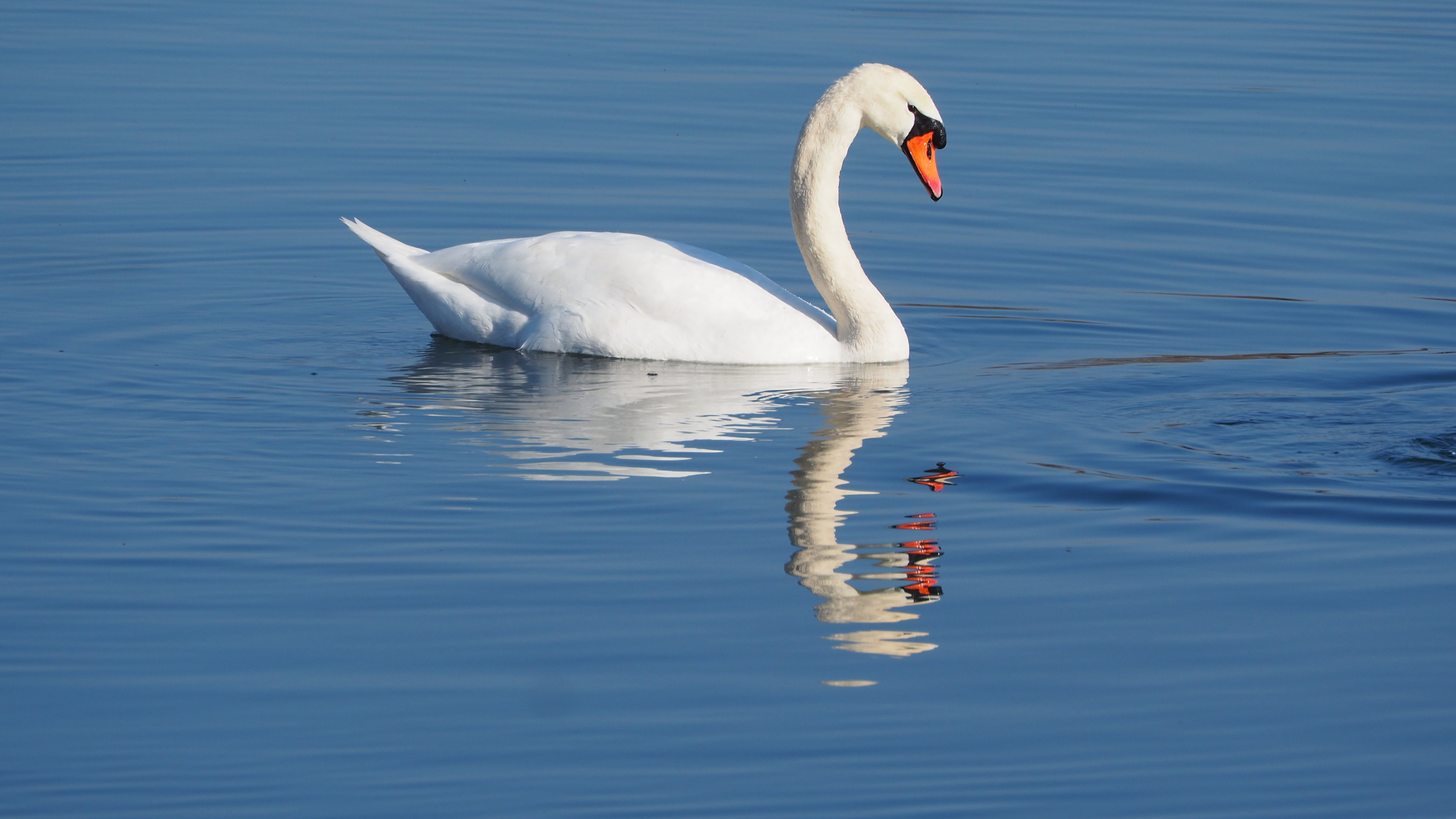 The Swan