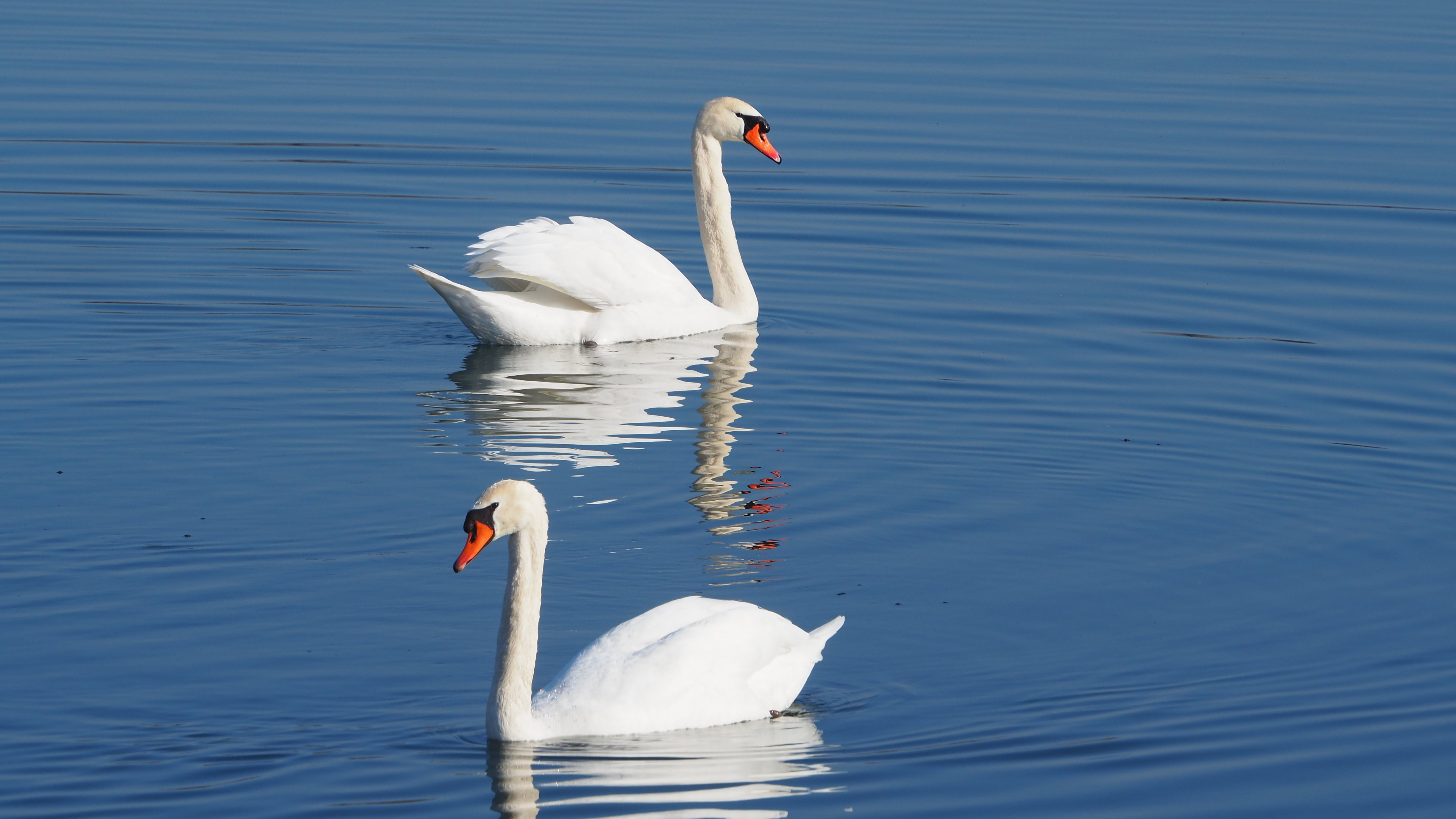 The Swan